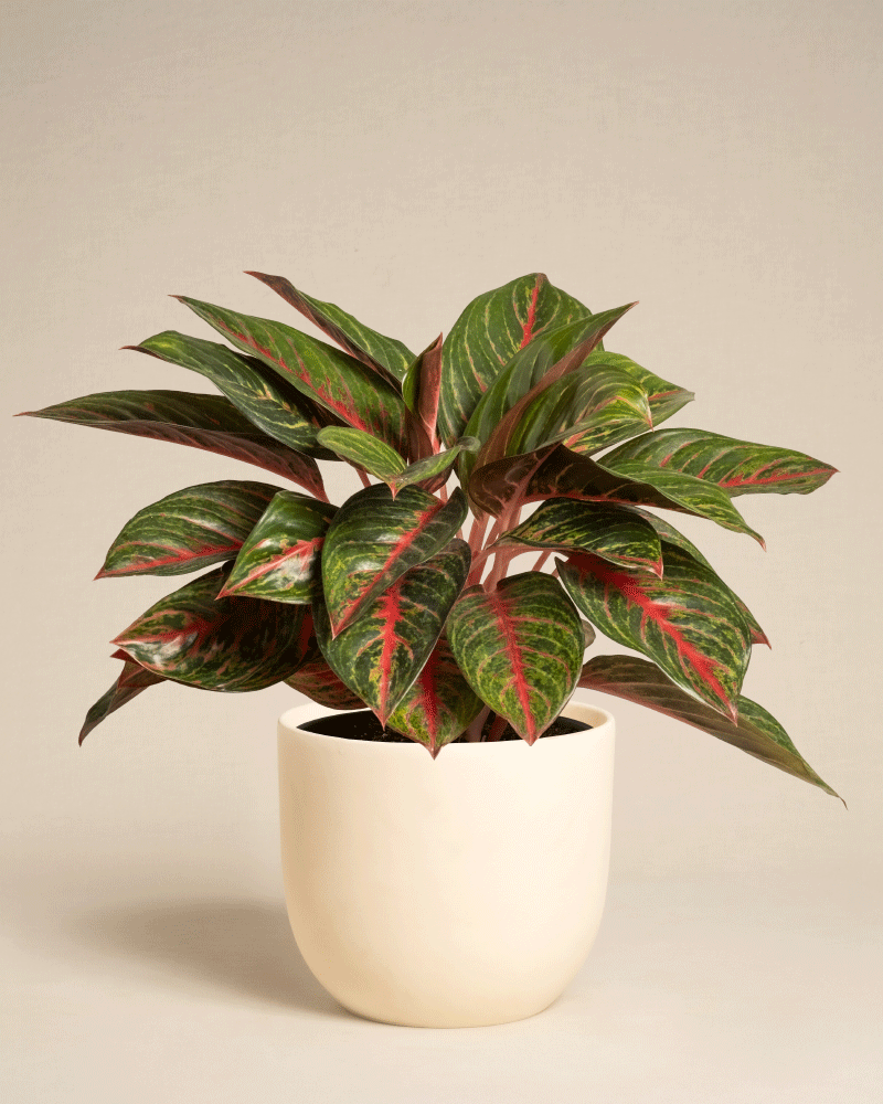 feey-variado-aglaonema-red-emerald-zimmerpflanze-topf-18 image 8