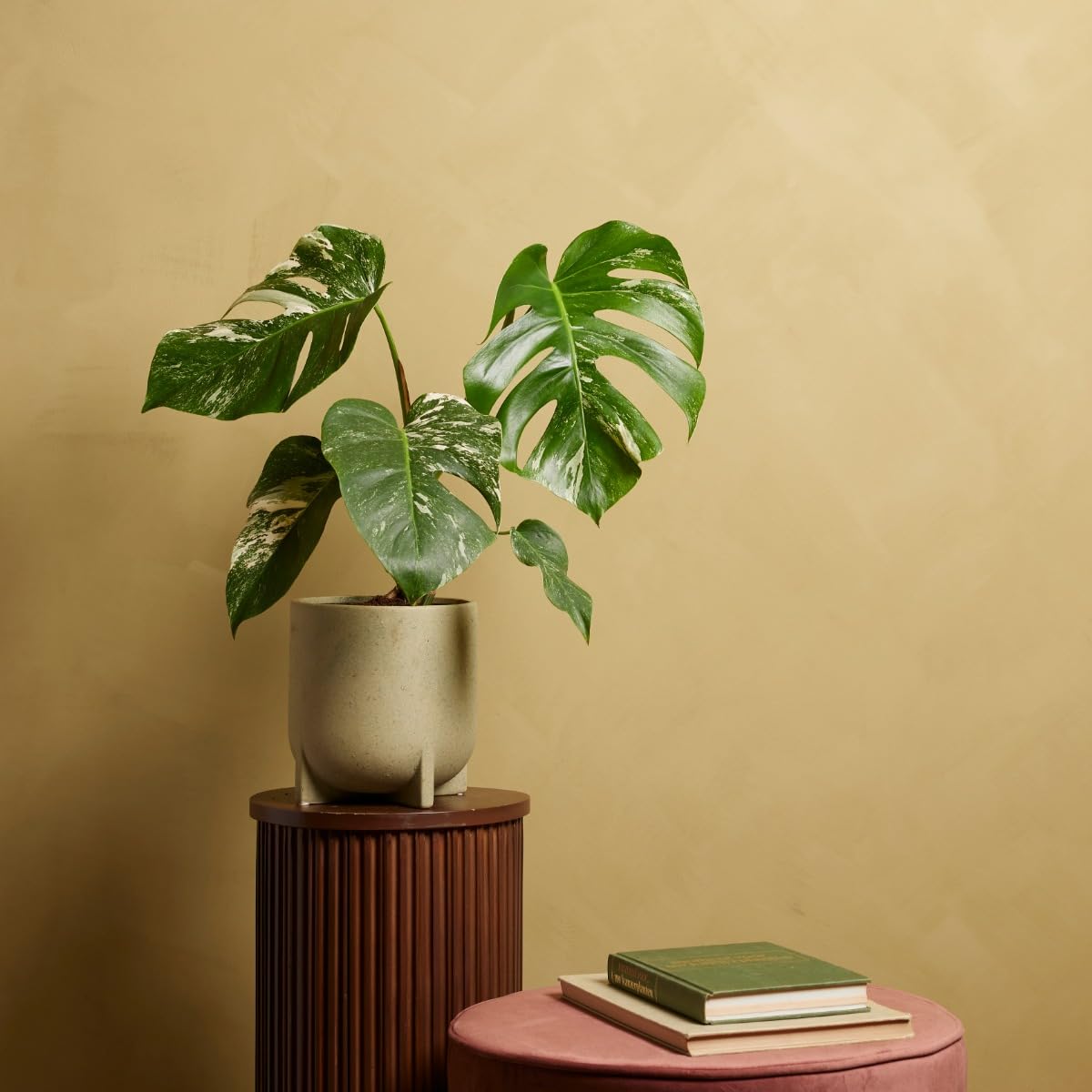 plnts-rareplnts-monstera-deliciosa-variegata-fensterblatt-40cm image 7