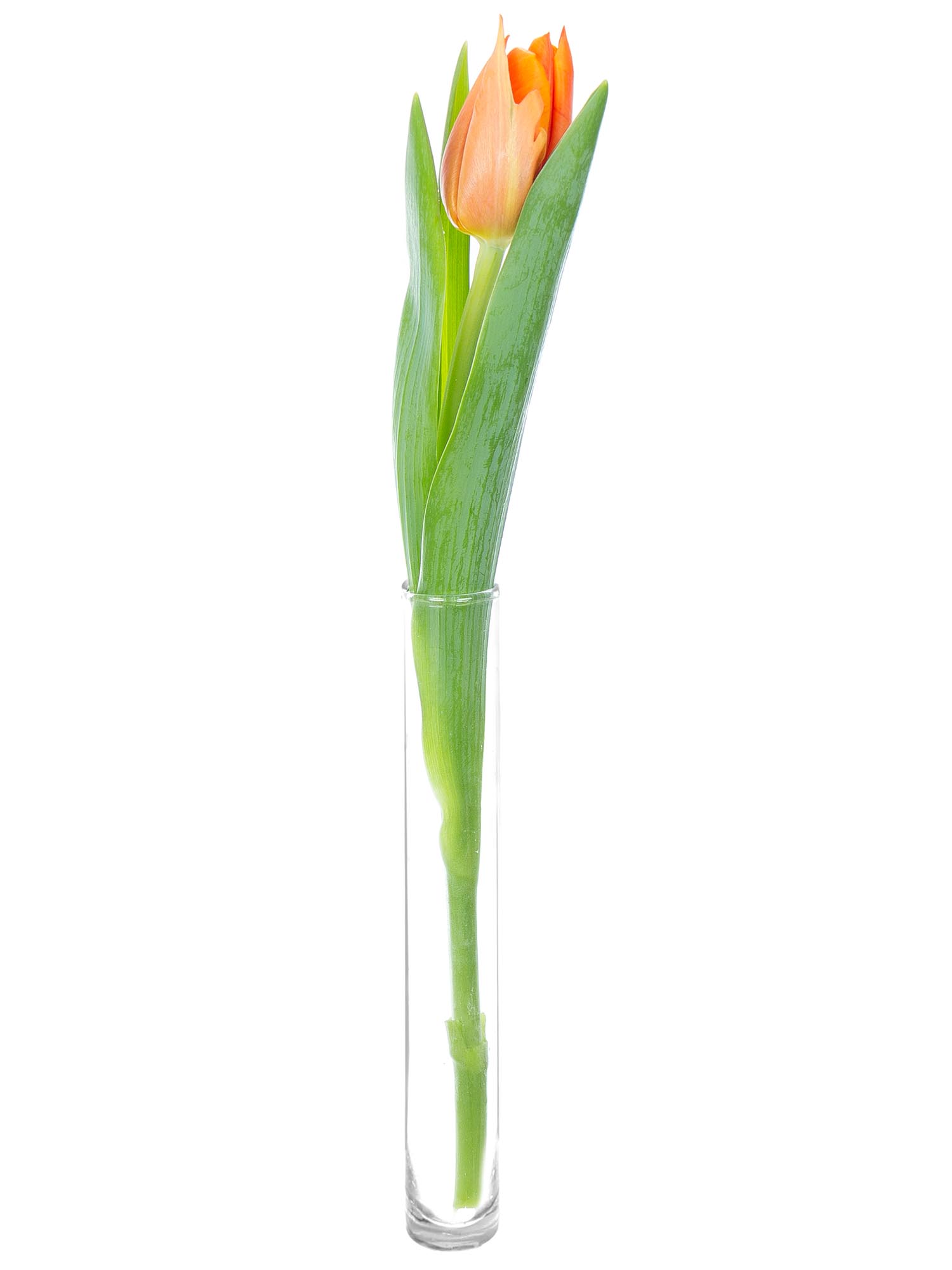 blumigo-tulpen-pako-orange-schnittblume image 3