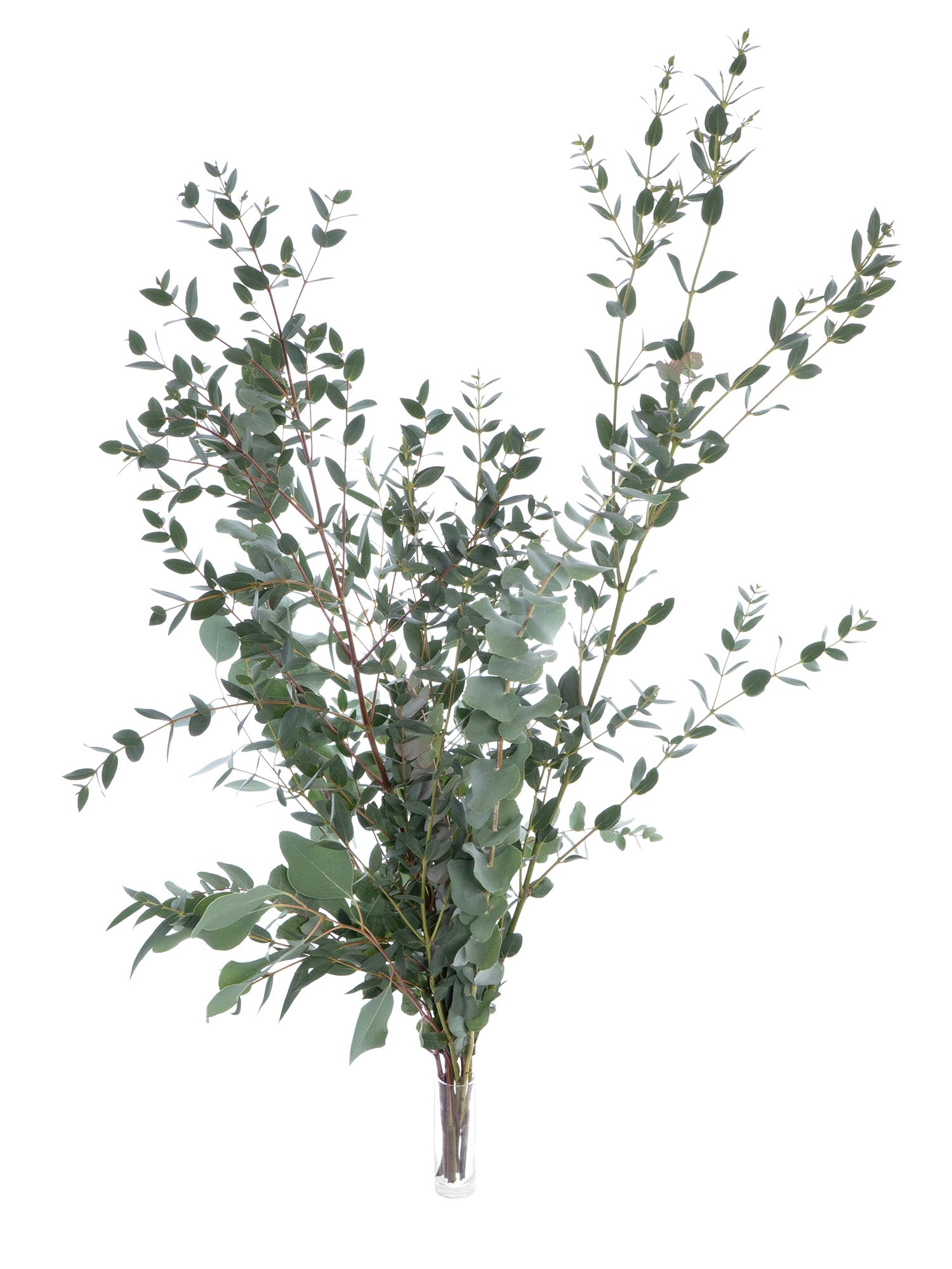 blumigo-eukalyptus-gemischt-schnittgr-n-im-bund image 5
