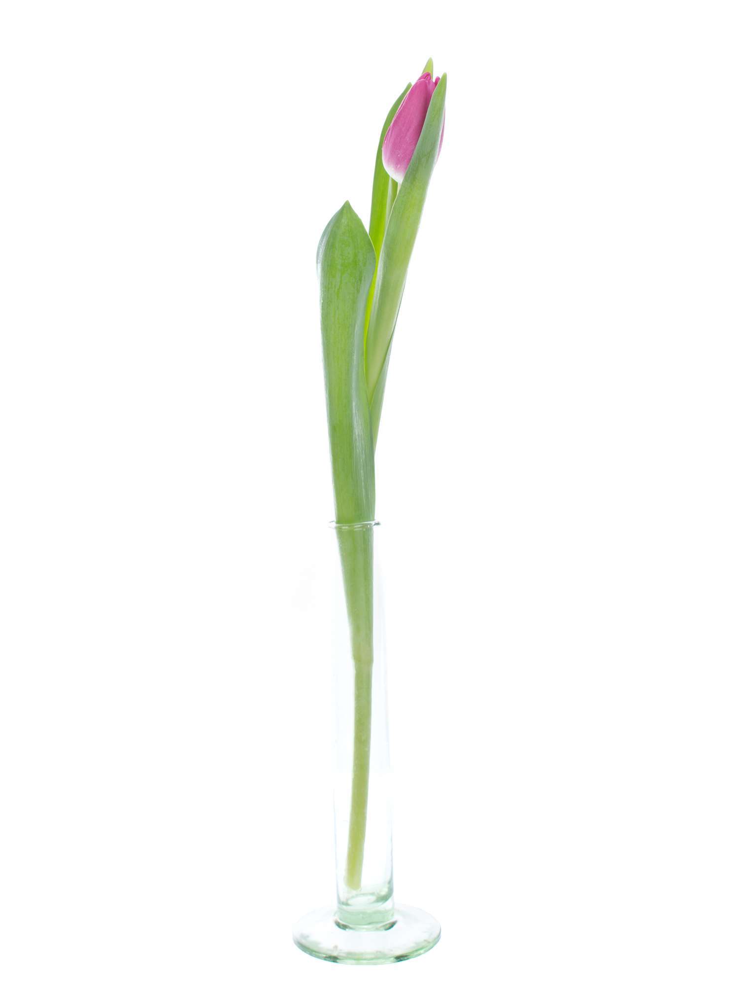blumigo-tulpen-marathon-champion-pink-schnittblumen image 3