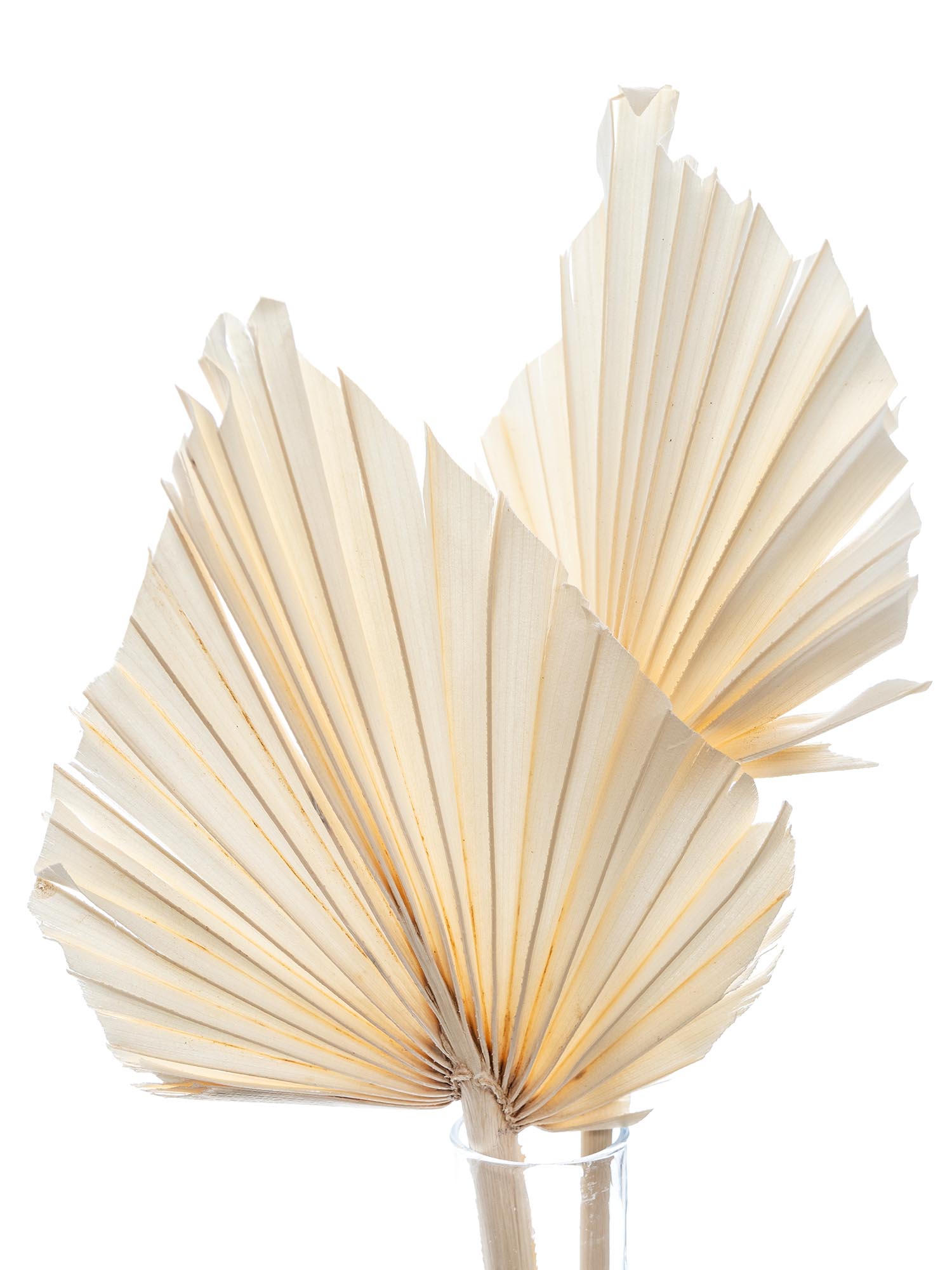 blumigo-trockenblumen-palm-spear-trockenblume-creme-gebleicht image 1