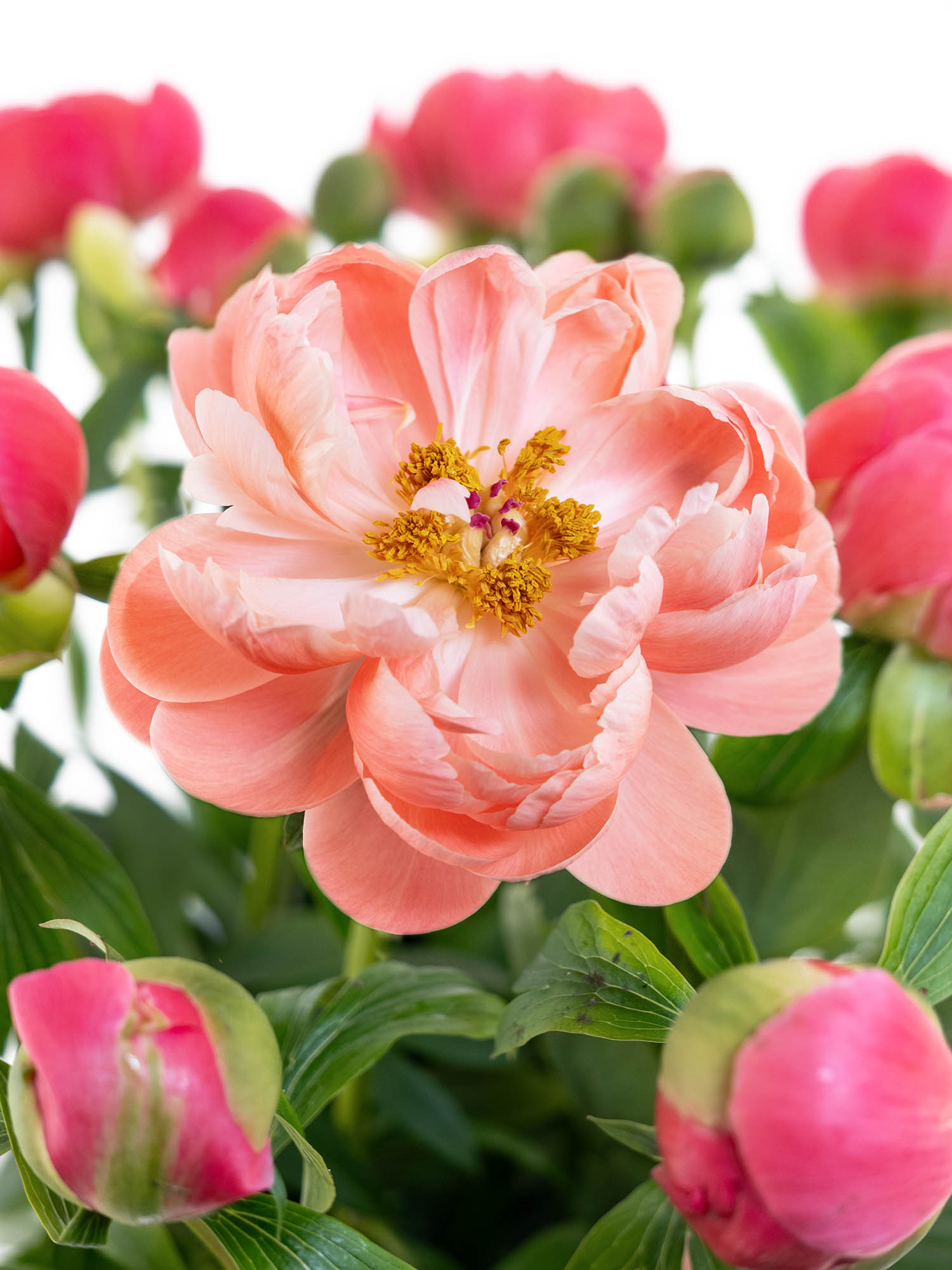 blumigo-pfingstrosen-coral-sunset-schnittblume-pink-creme image 2