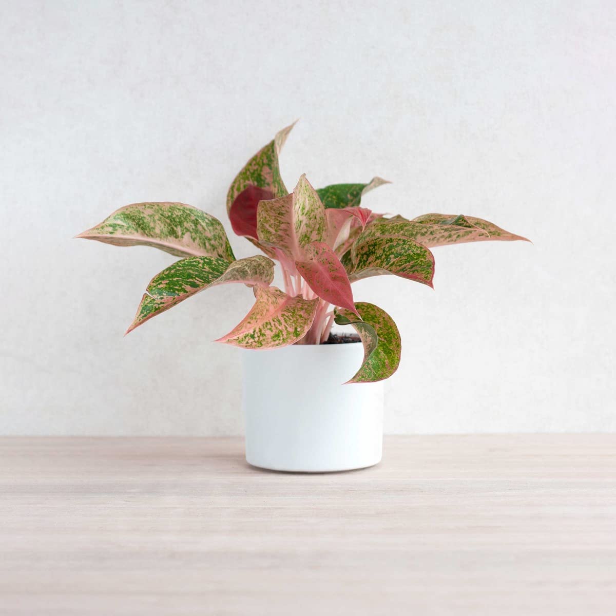 plnts-rareplnts-aglaonema-prosperity-zimmerpflanze-25-cm-rosa image 7