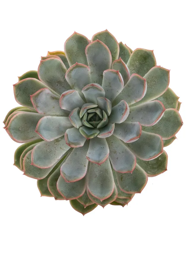 blumigo-blattwerk-sukkulente-echeveria-apus-gr-n image 1