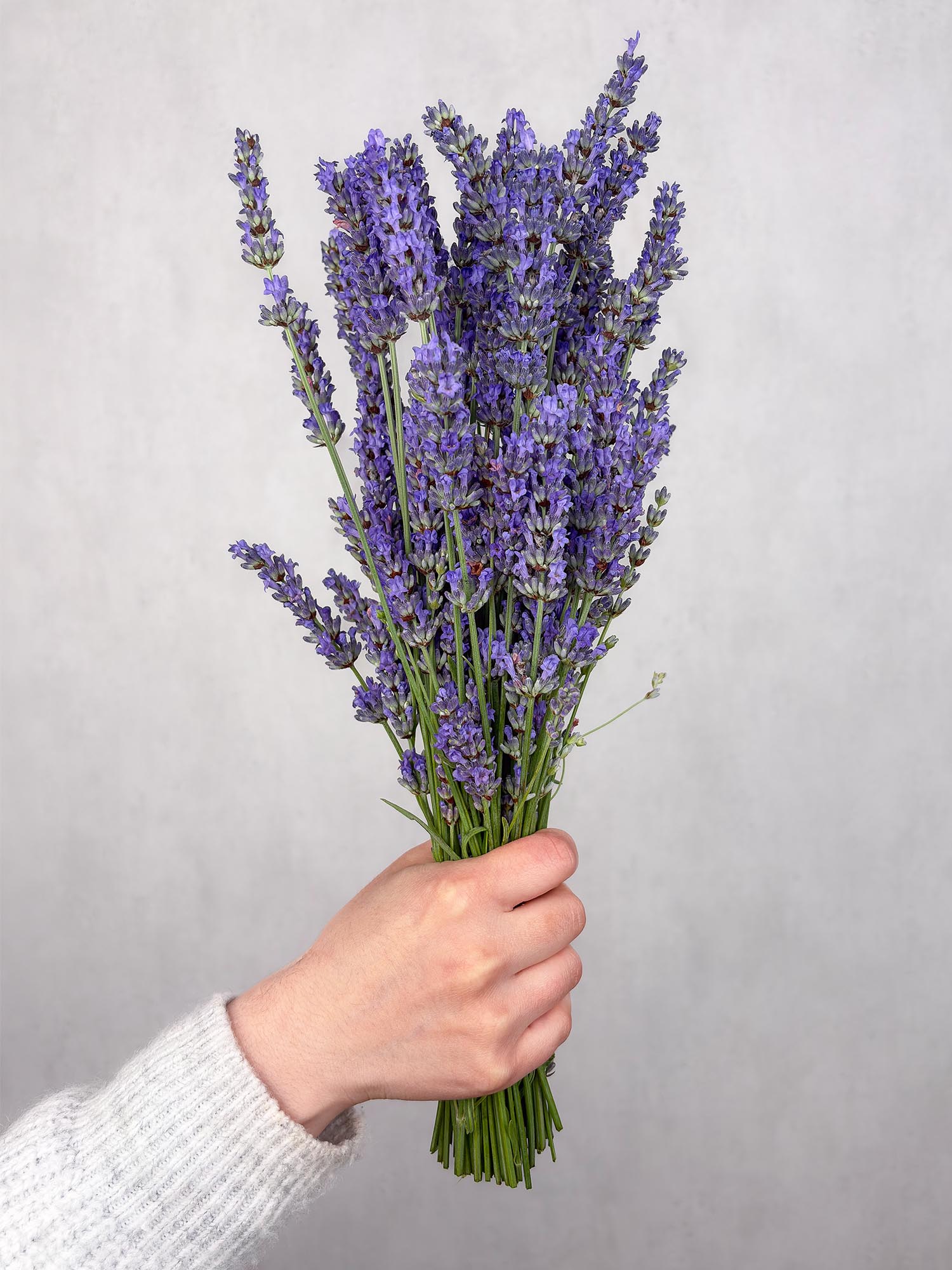 blumigo-lavendel-frisch-geschnitten-bindegr-n-bund image 1