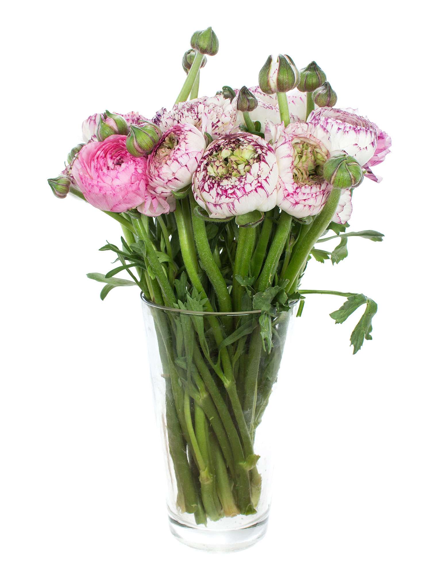 blumigo-ranunkeln-xl-bulbi-cappucino-schnittblumen-pink-wei image 2