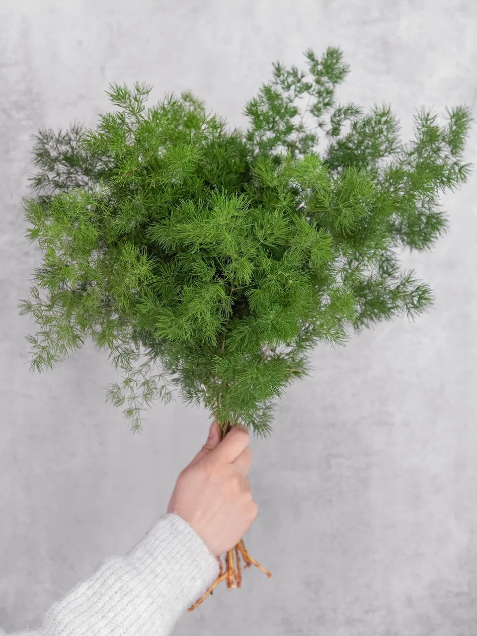 blumigo-asparagus-umbellatus-schnittgr-n-frisch-gr-n image 1