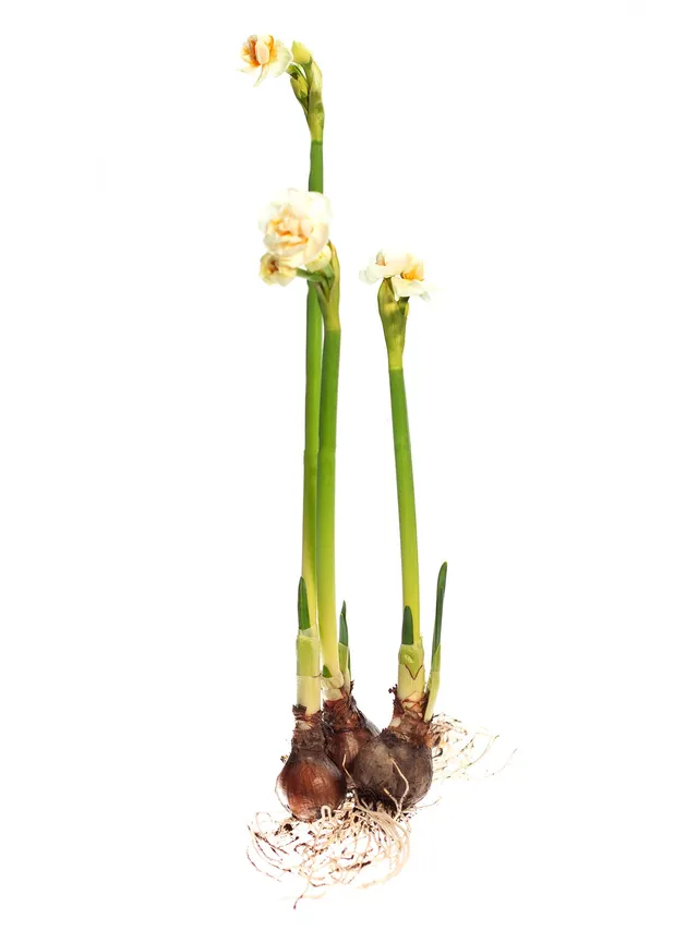 blumigo-fr-hlingsknollen-narzissen-bridal-crown-wei-gelb image 1