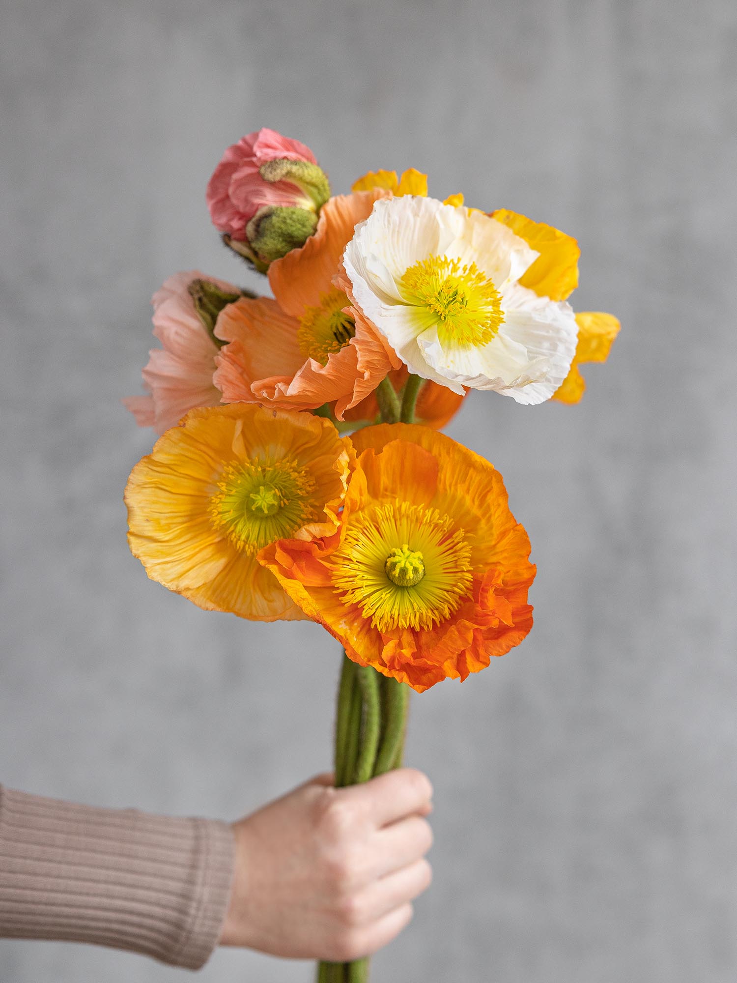 blumigo-herbstdeko-papaver-mohnblumen-bunte-mischung image 2