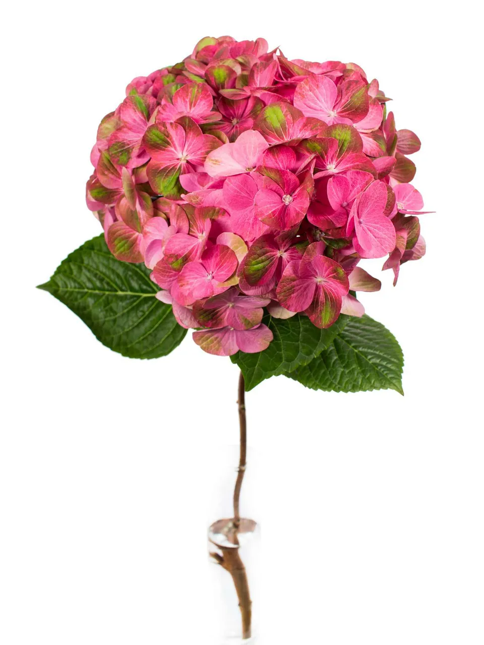 blumigo-hortensien-greenfire-hortensie-pink-gr-n image 1