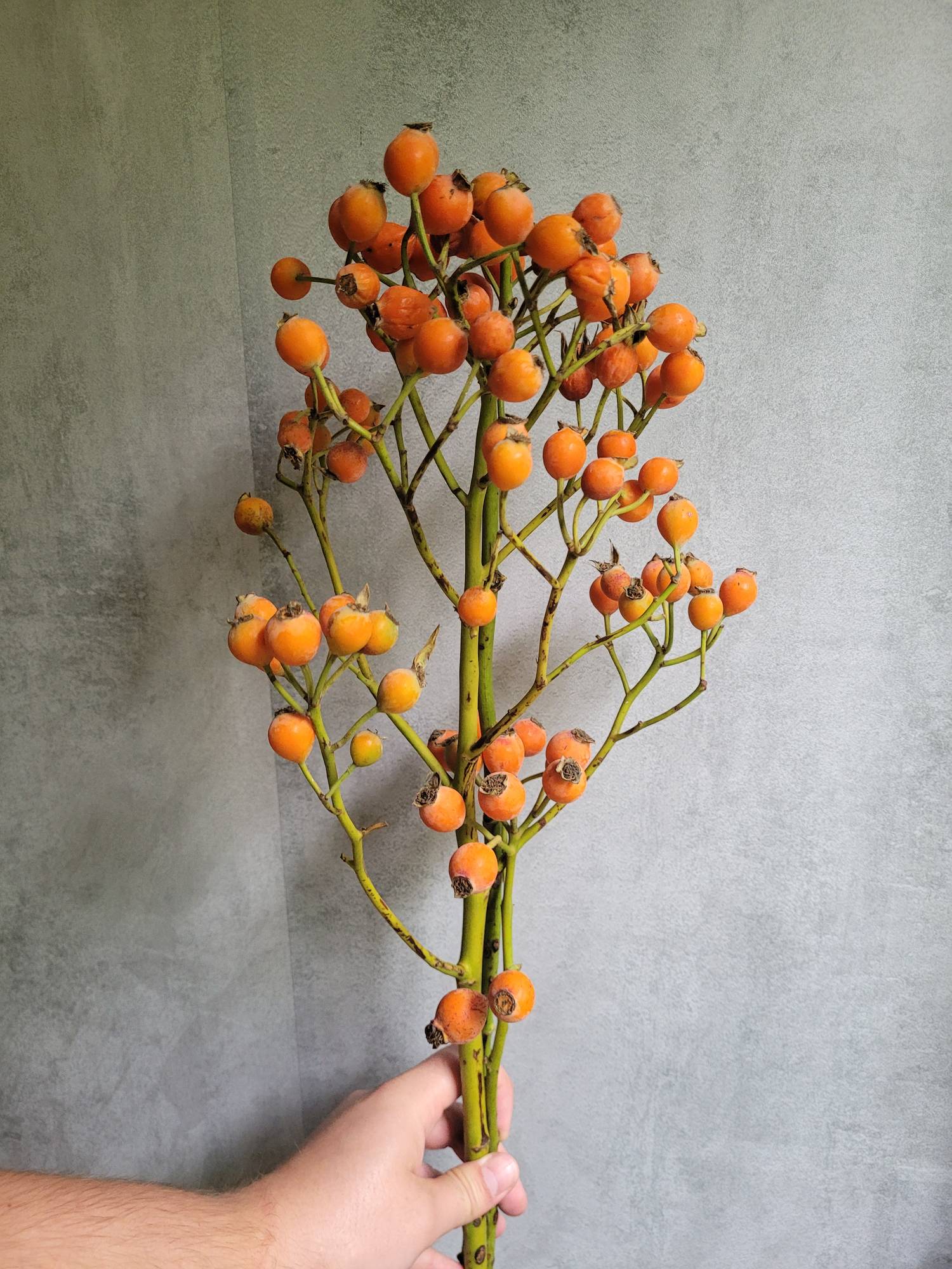 blumigo-herbstdeko-hagebutten-fruttosa-orange-bund image 3