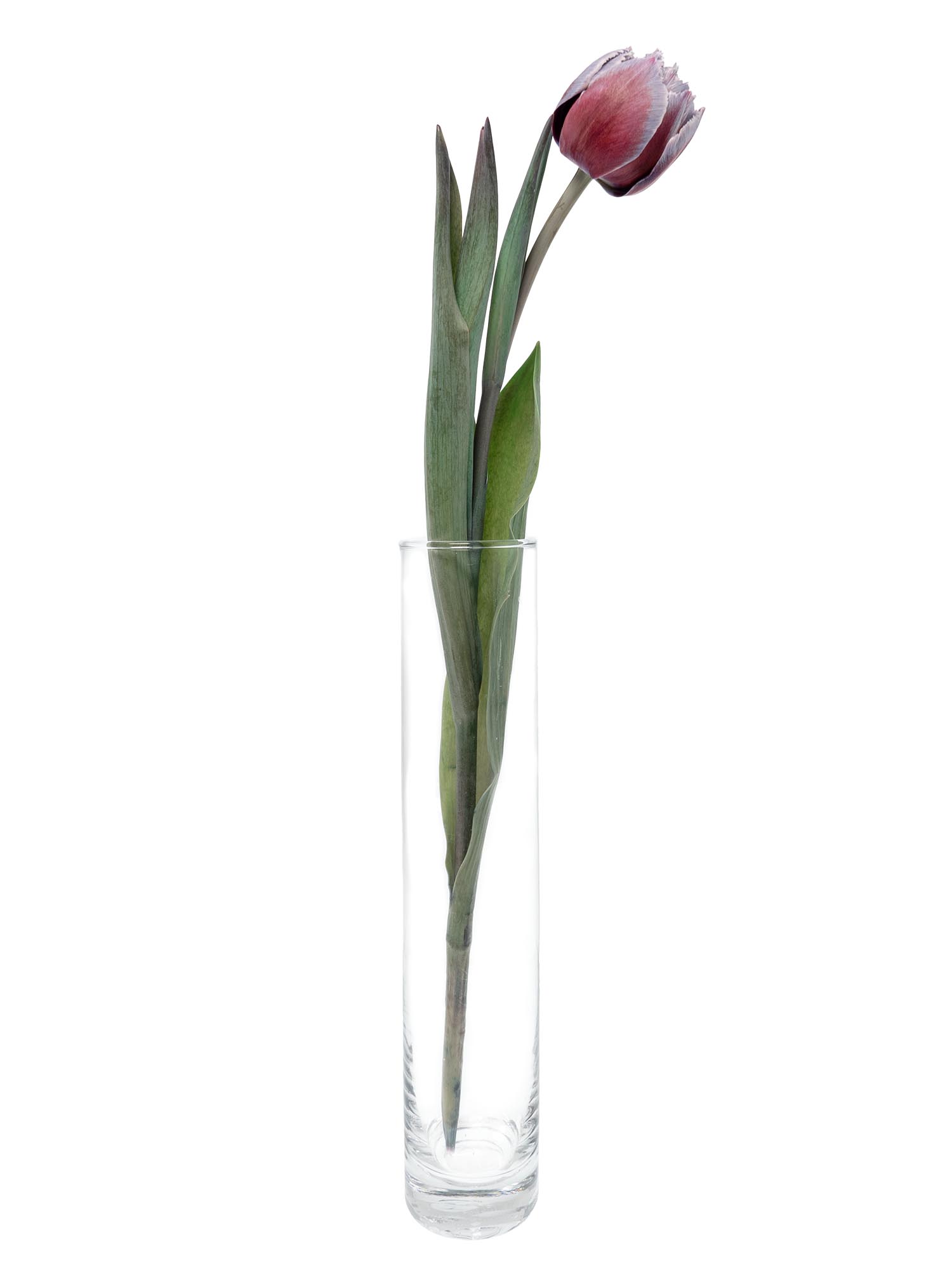 blumigo-tulpen-fringed-grey-fire-schnittblume-grau-rot-gefranst image 4