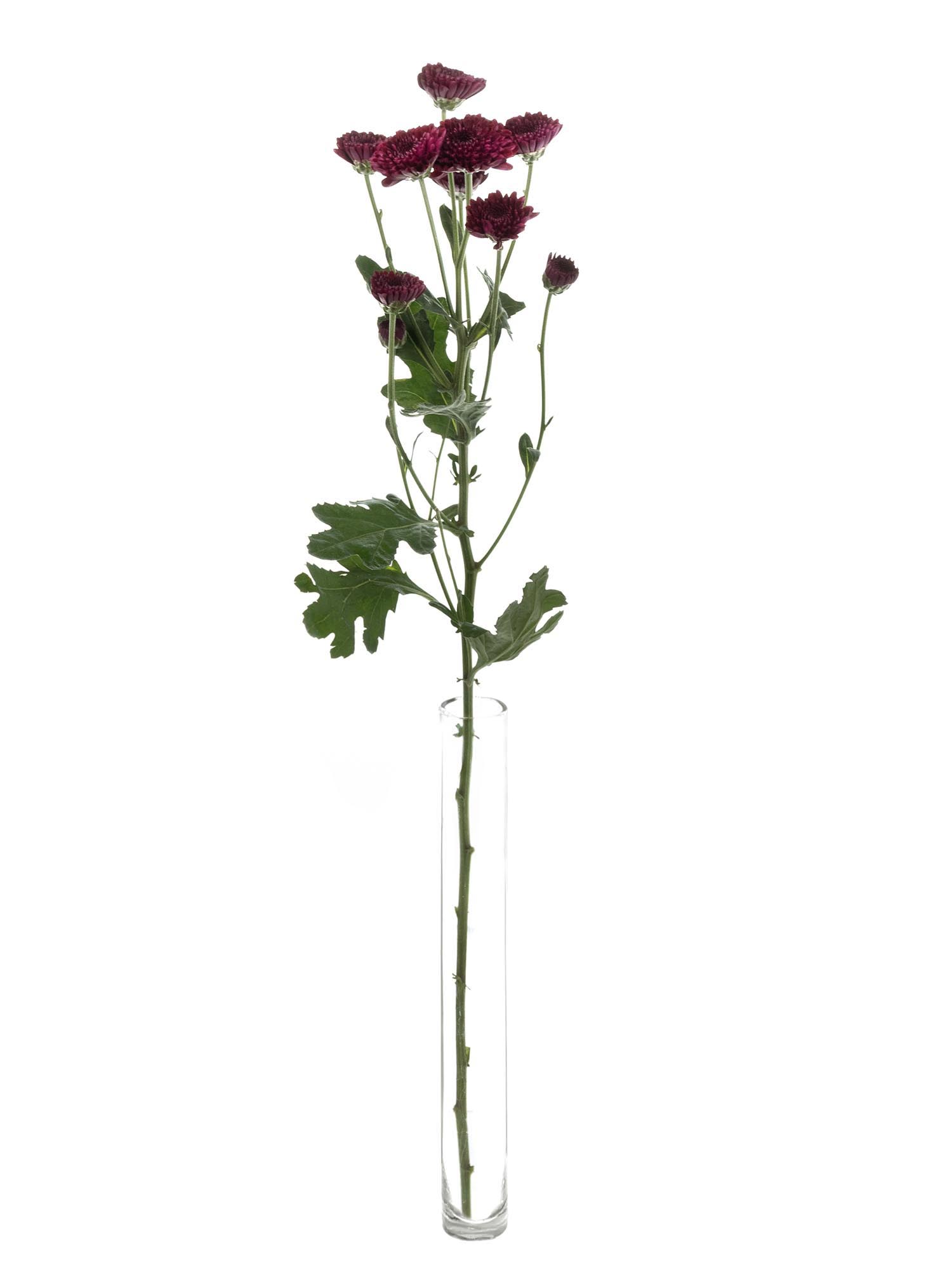 blumigo-chrysanthemen-santinis-jinda-red-blume-dunkelrot image 3