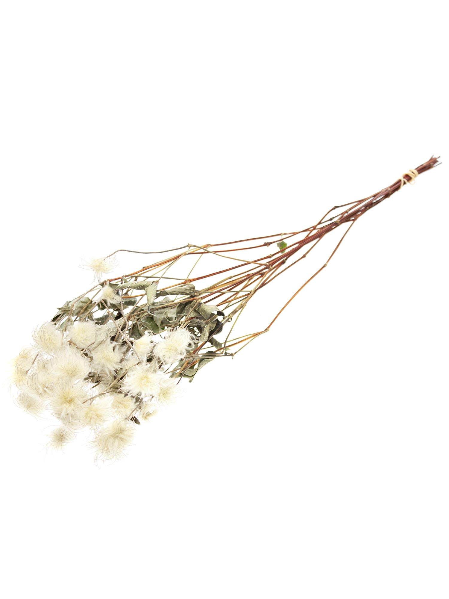 blumigo-trockenblumen-clematis-waldreben-getrocknet-natur-stiel image 3