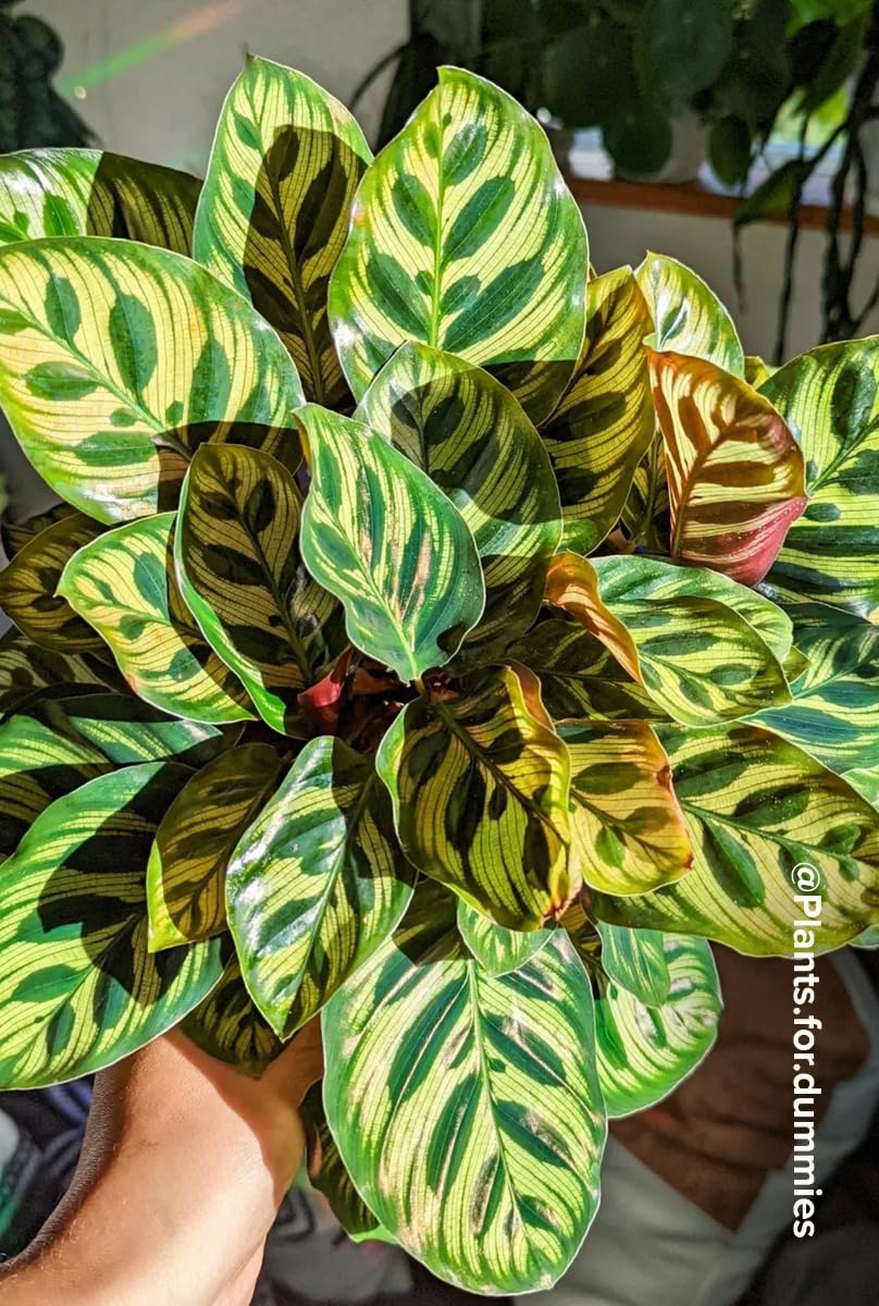 plnts-rareplnts-calathea-makoyana-zimmerpflanze-45cm-pflegeleicht image 6