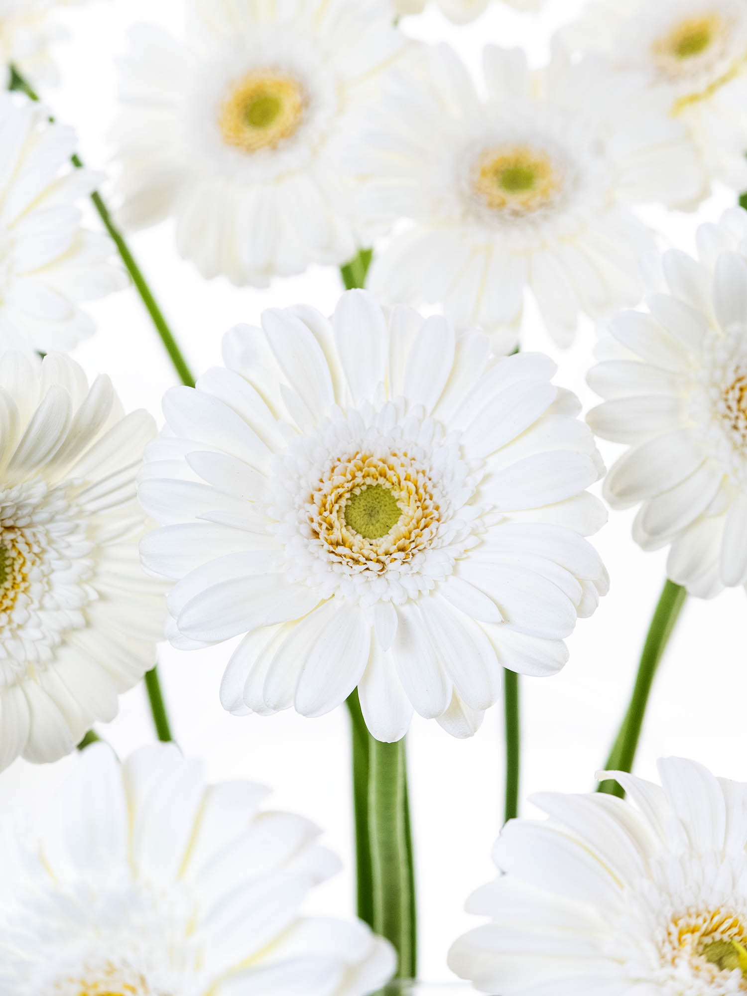 blumigo-gerbera-mini-bianchi-schnittblume-wei image 1