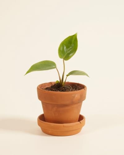 plnts-baby-philodendron-burle-marx-zimmerpflanze-10-cm-pflegeleicht image 8