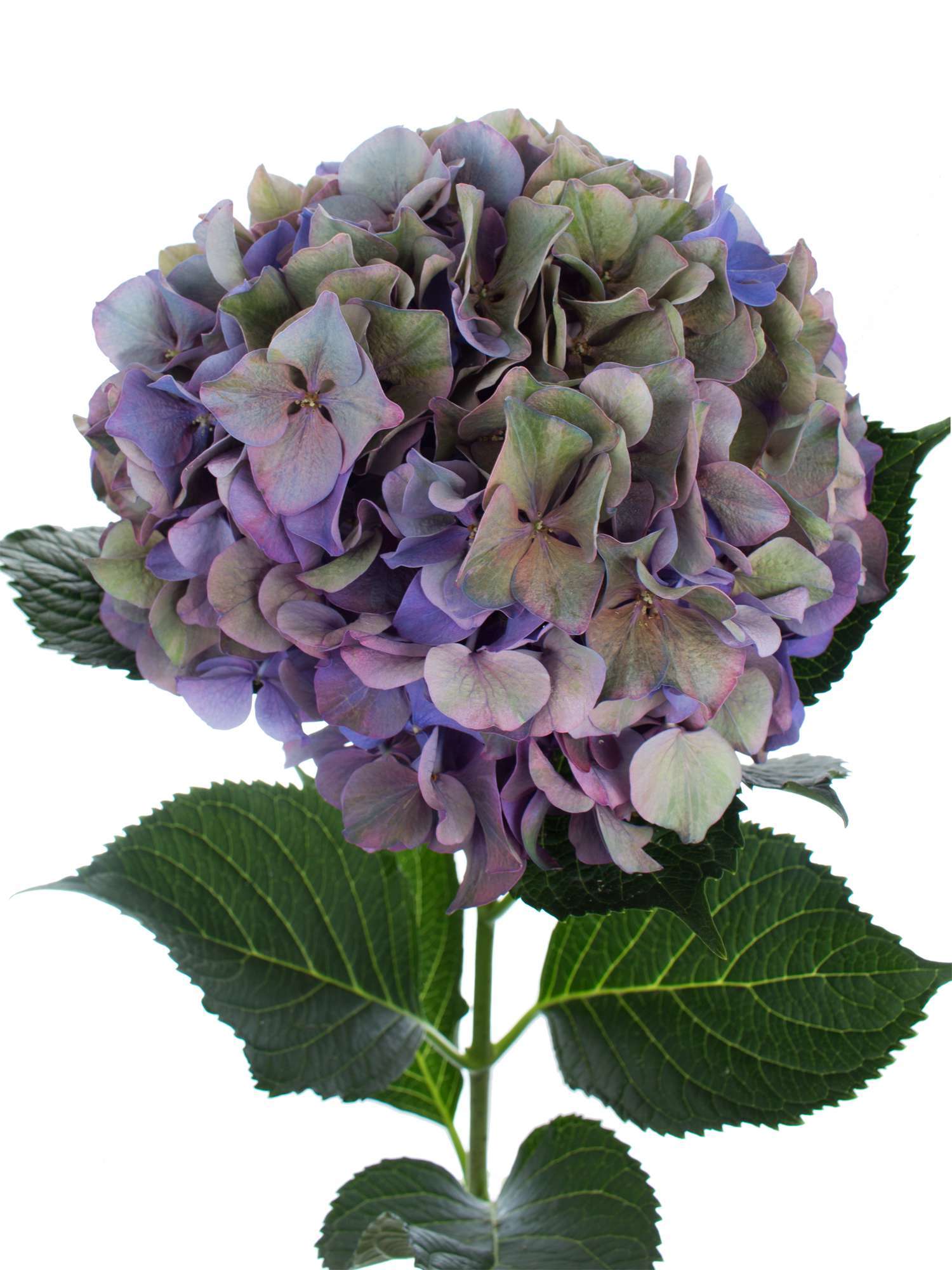 blumigo-hortensie-glowing-alps-classic-blau-gr-n image 1