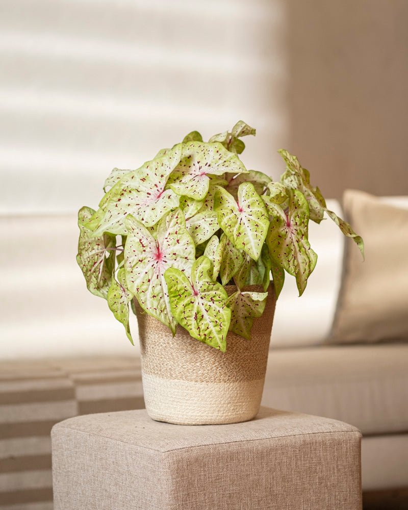 feey-caladium-miss-muffet-zimmerpflanze-ohne-bertopf-bunt image 4