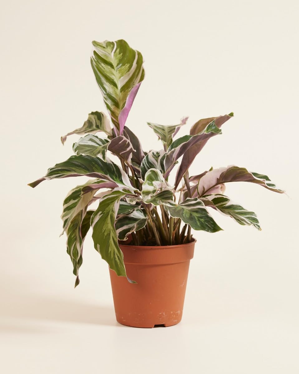 plnts-rareplnts-calathea-white-fusion-zimmerpflanze-45cm-panaschiert image 2