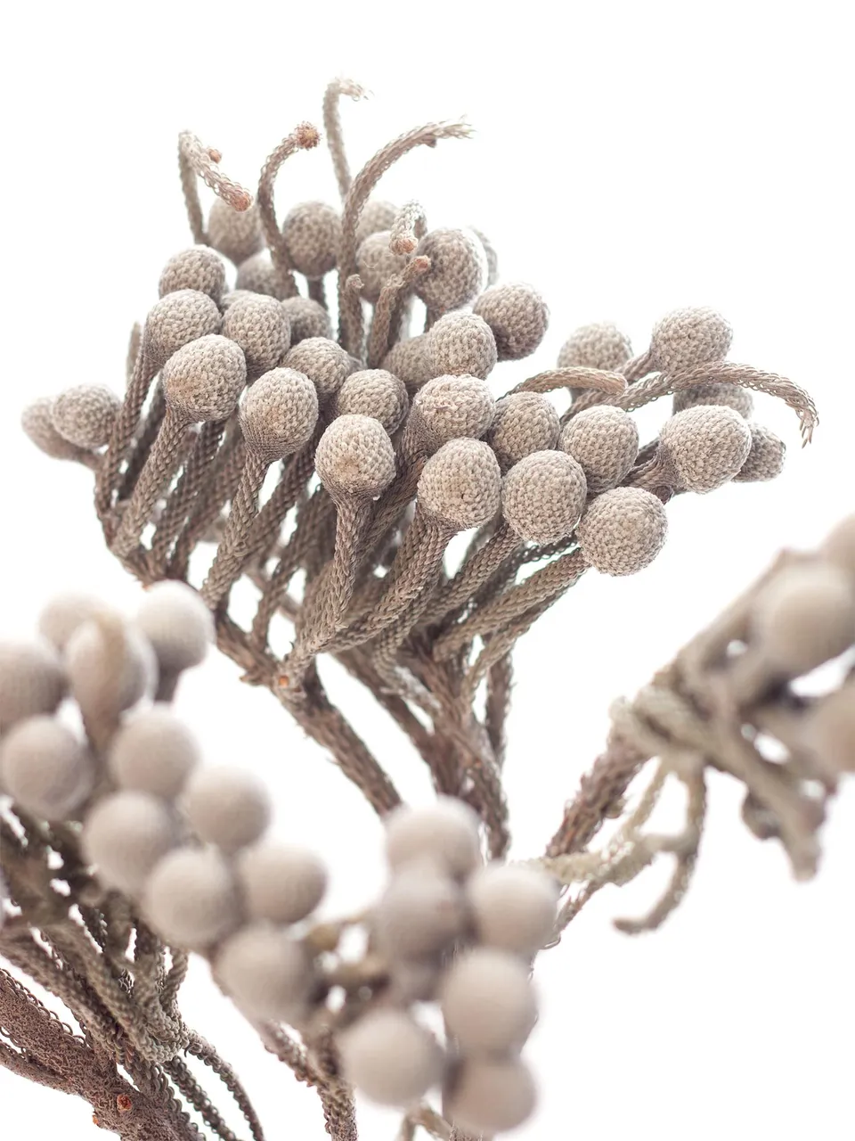 blumigo-trockenblumen-brunia-albiflora-silber-wei-1-bund image 1