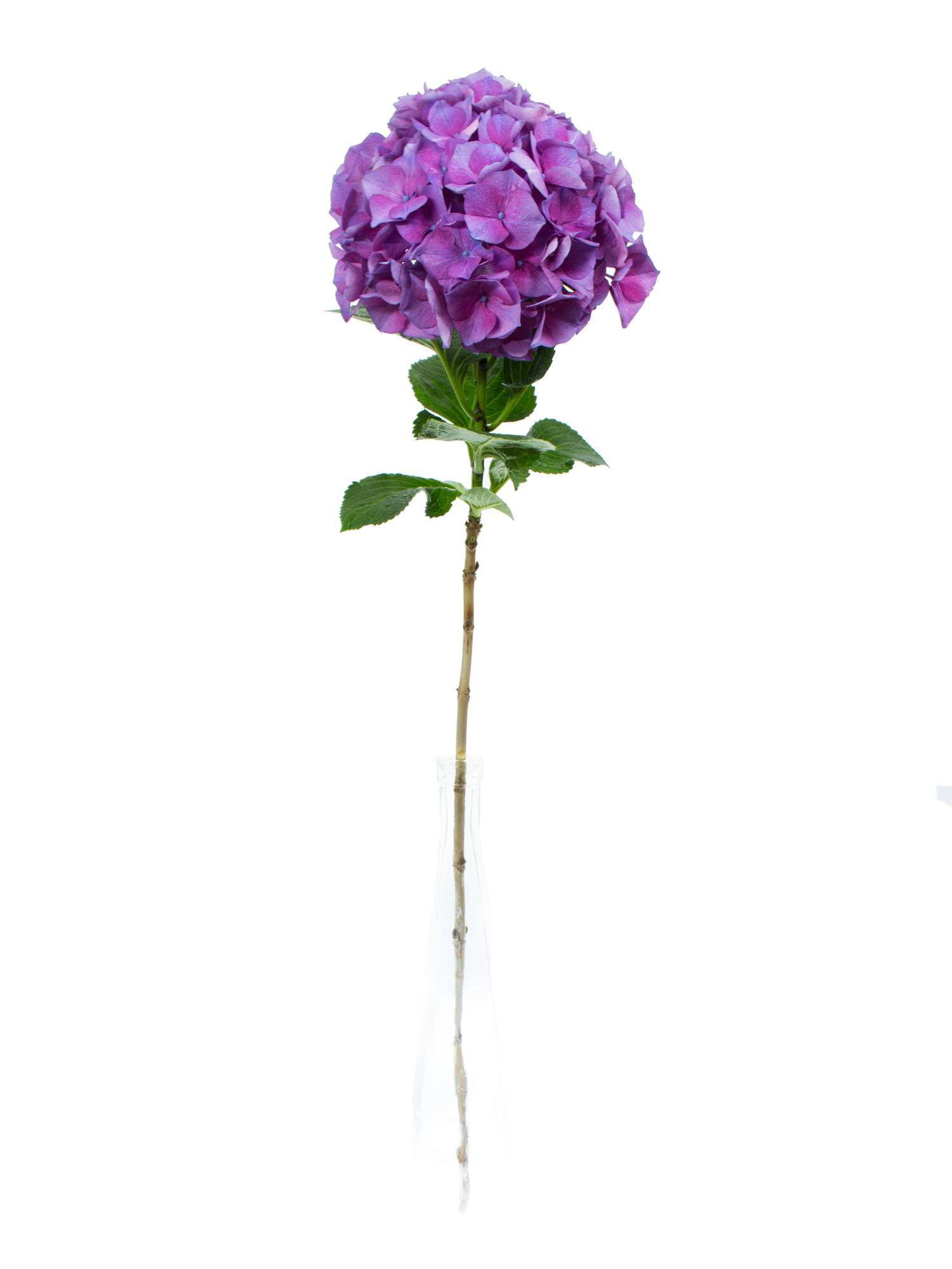 blumigo-hortensien-magical-esmee-paars-hortensie-lila-1-stiel image 3