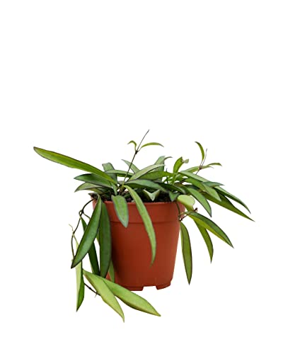 plnts-rareplnts-hoya-wayetii-zimmerpflanze-20cm-12cm-topf image 7