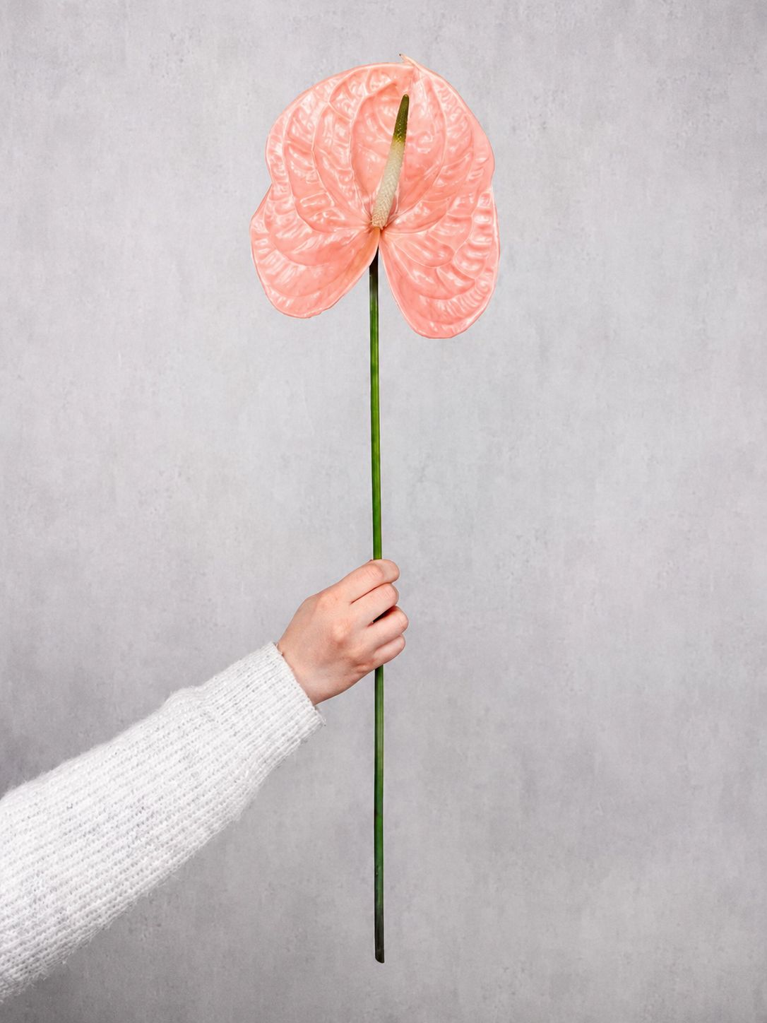 blumigo-anthurie-cheers-schnittblume-apricot-rosa-pastell image 1
