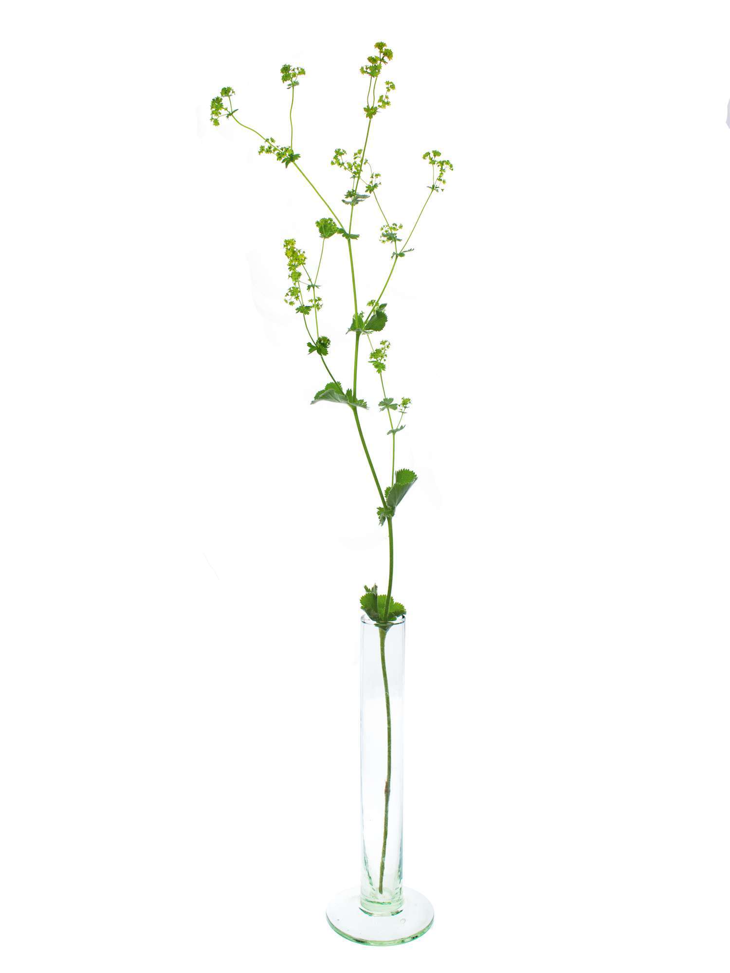 blumigo-frauenmantel-alchemilla-gr-nes-schnittgr-n image 3