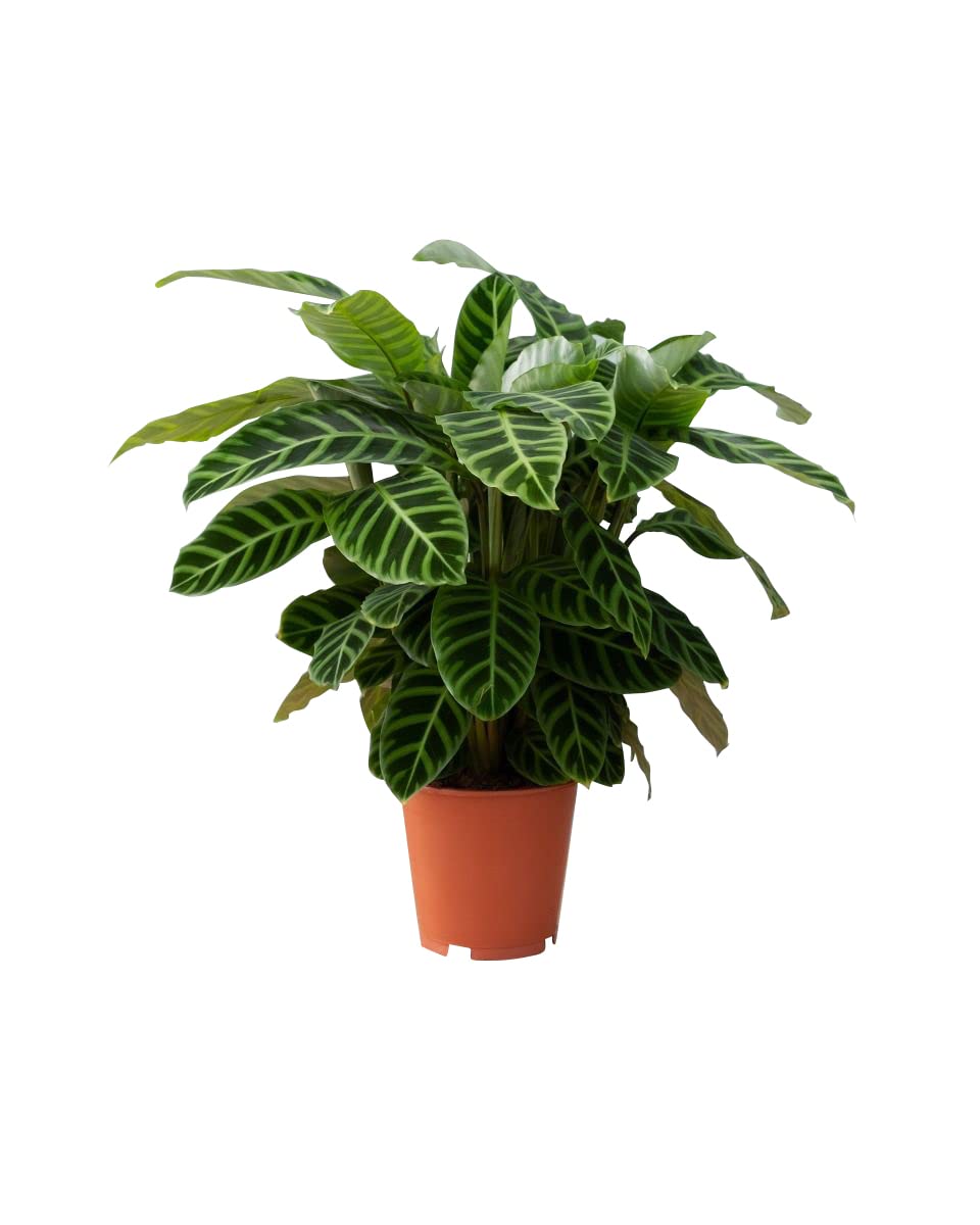 plnts-rareplnts-calathea-zebrina-zimmerpflanze-75-cm image 1