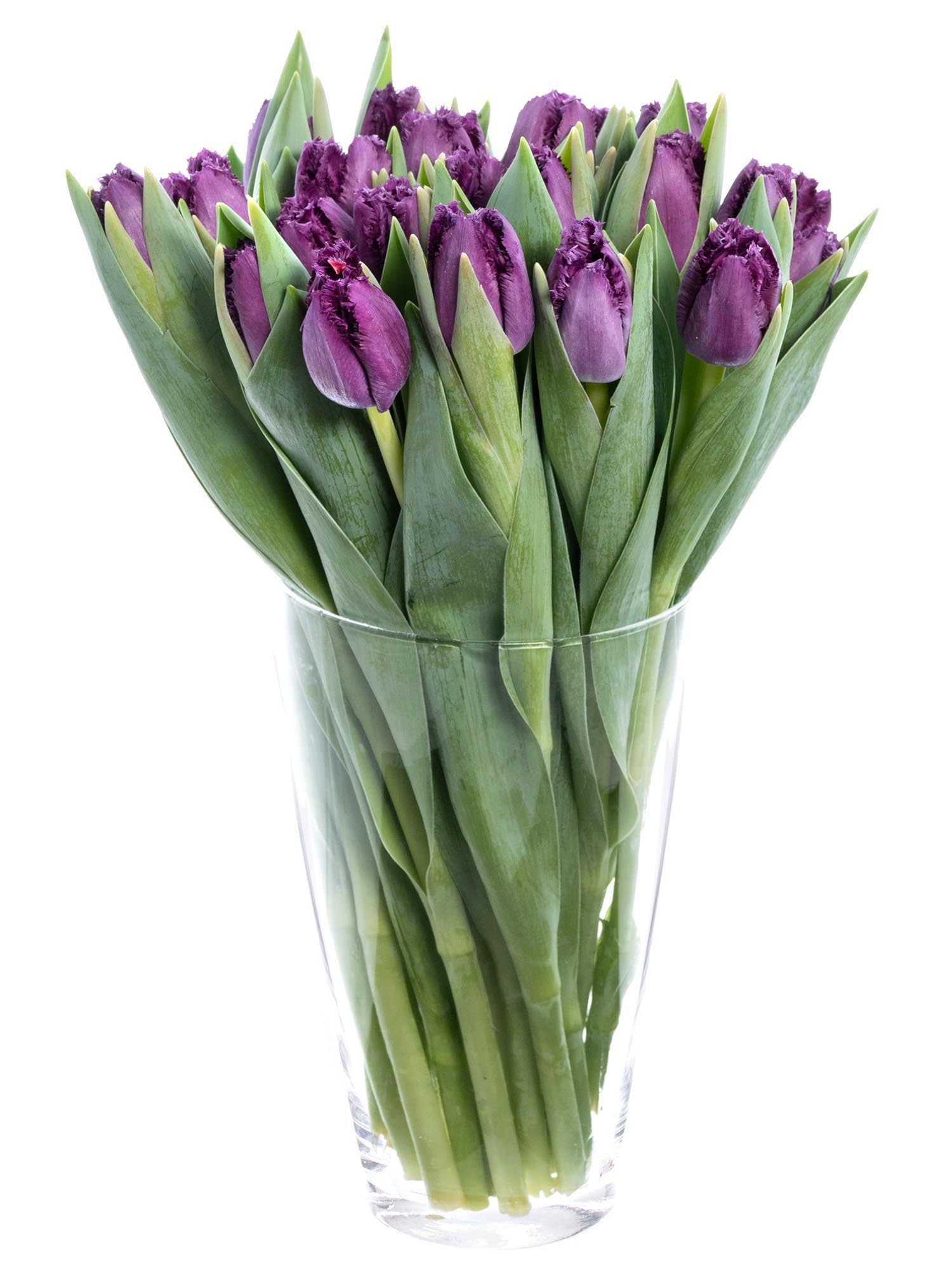 blumigo-tulpen-san-clemente-gefranst-violett image 2