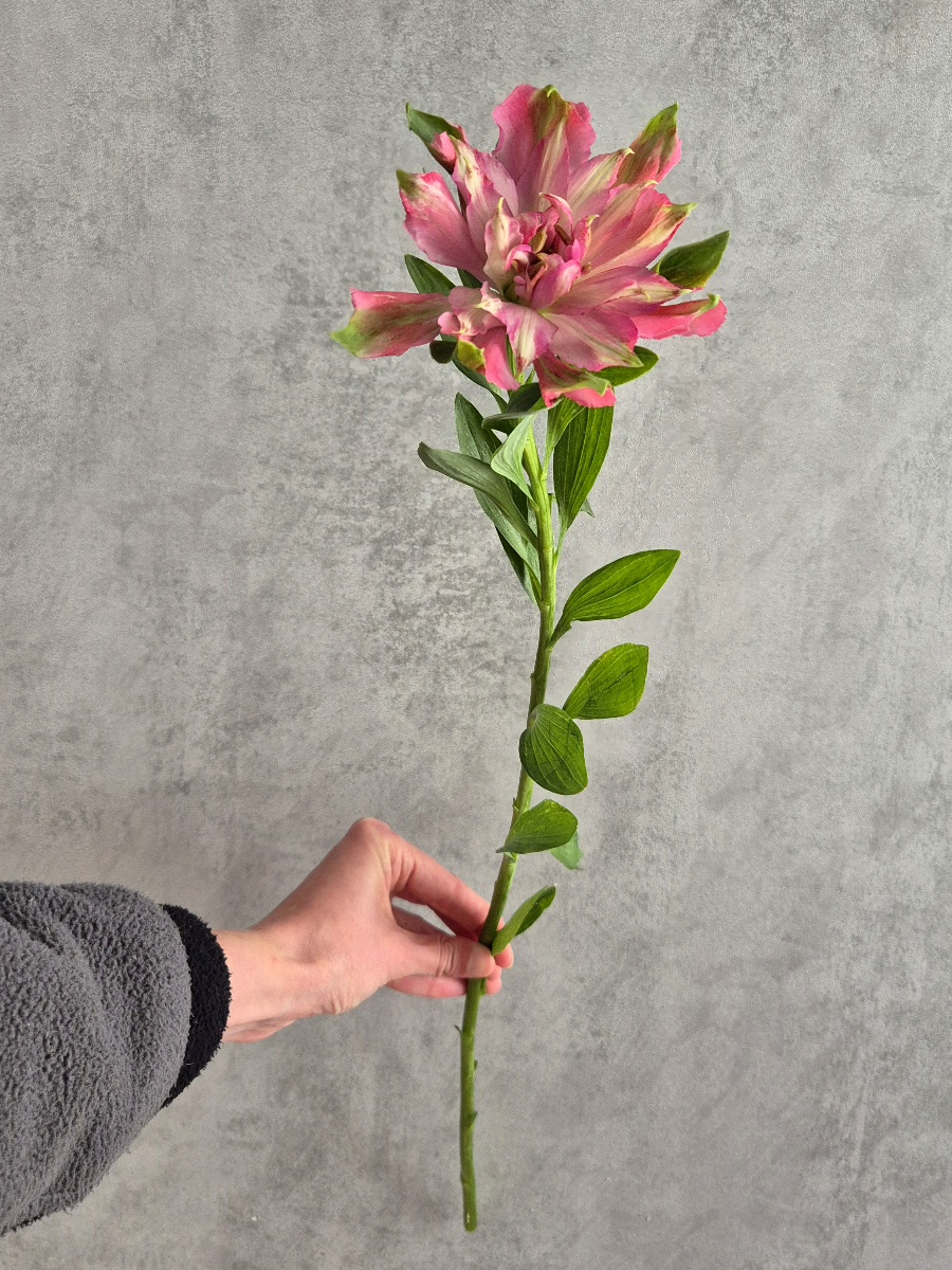 blumigo-blattwerk-sofiena-alstromerien-pink-inkalilien image 3
