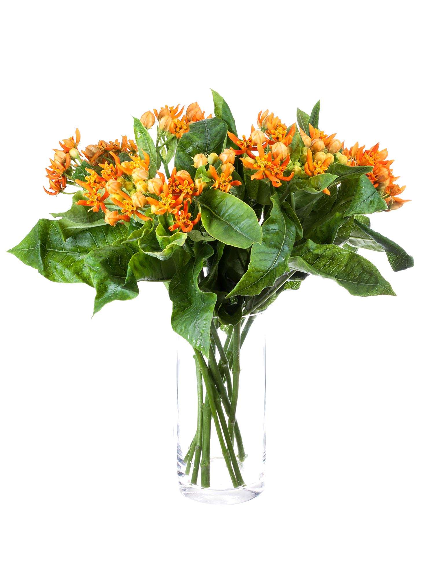 blumigo-asclepias-beatrix-knollige-seidenpflanze-schnittblume-orange image 2