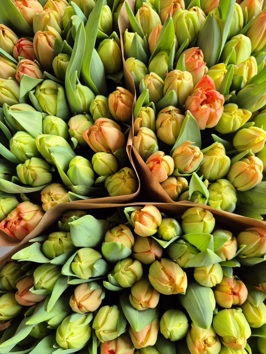 blumigo-tulpen-kiteman-apricot-gef-llte-tulpe image 2