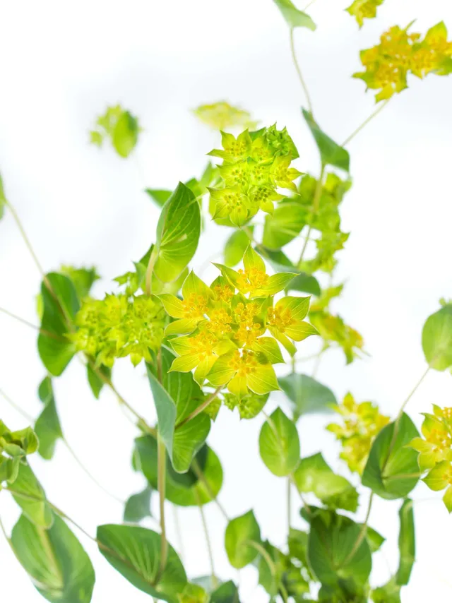 blumigo-blattwerk-bupleurum-gr-n-gelb-bindegr-n image 1