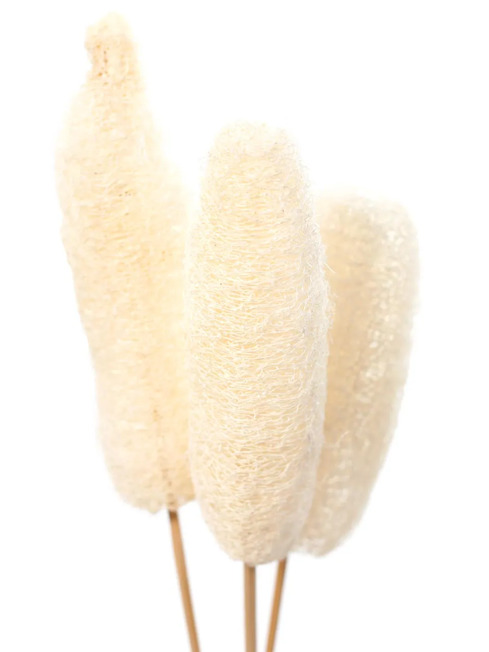 blumigo-trockenblumen-luffa-am-stab-creme-wei-gebleicht image 1