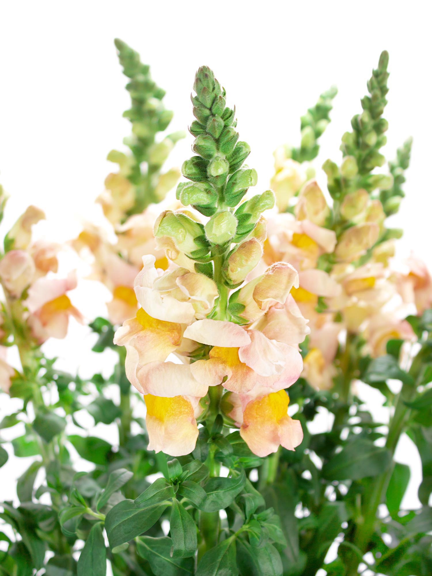 blumigo-l-wenm-ulchen-costa-apricot-schnittblumen-apricot-rosa image 1