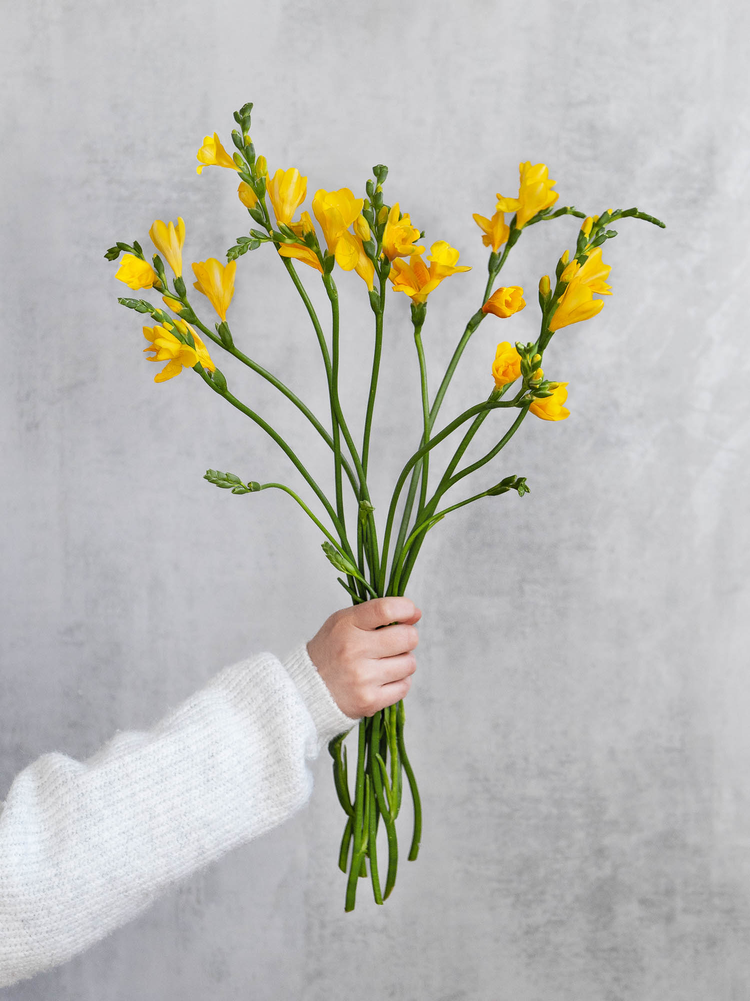 blumigo-freesien-soleil-schnittblume-gelb-duftend image 2