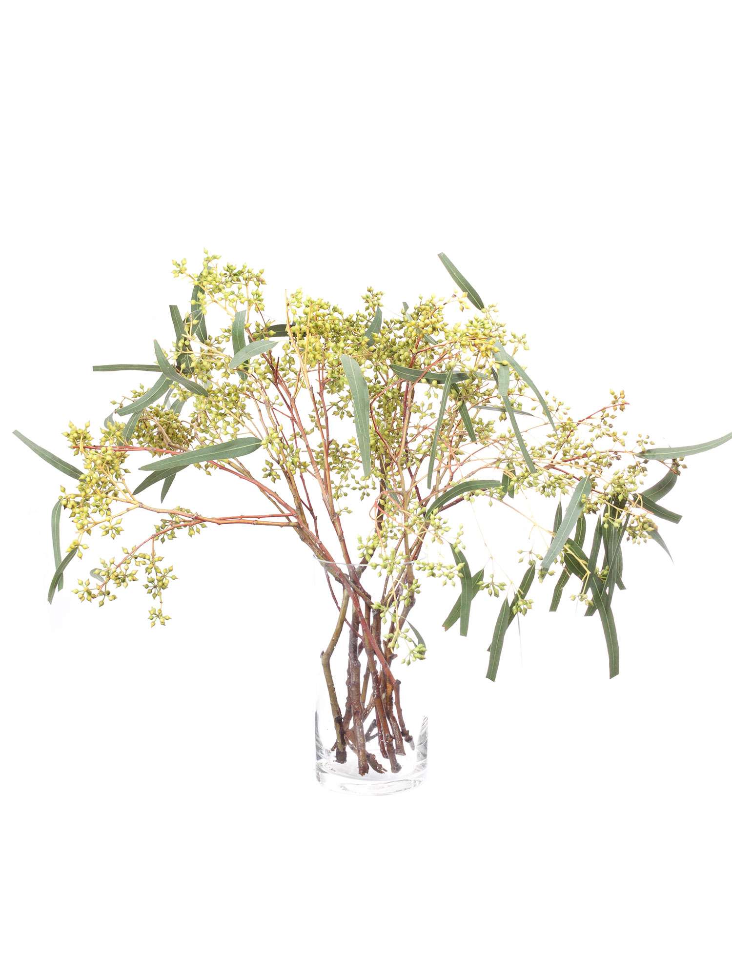 blumigo-eukalyptus-exotica-bund-gr-n-mit-fruchtstand image 2