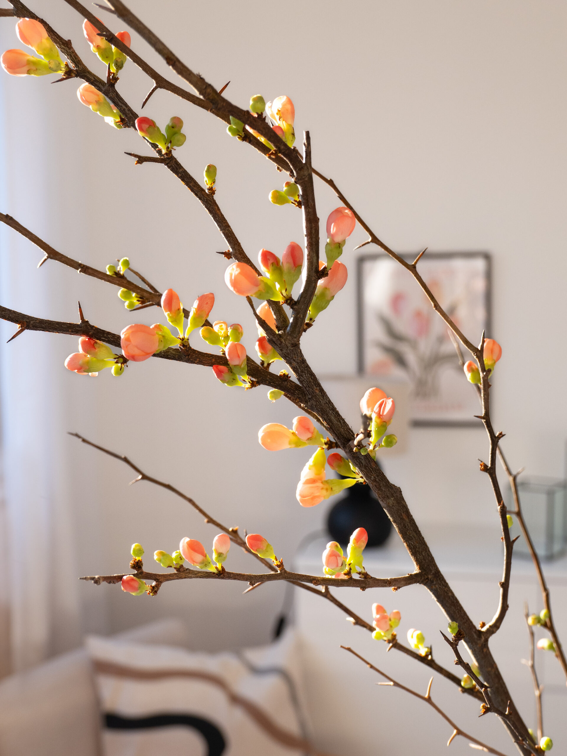 blumigo-zweige-chaenomeles-superbra-quittenzweige-apricot image 3