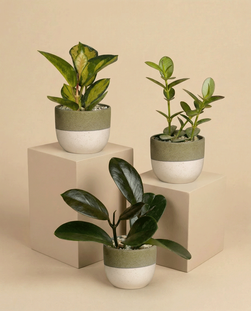 feey-variado-baby-hoya-zimmerpflanze-3er-set-ohne-bertopf image 4