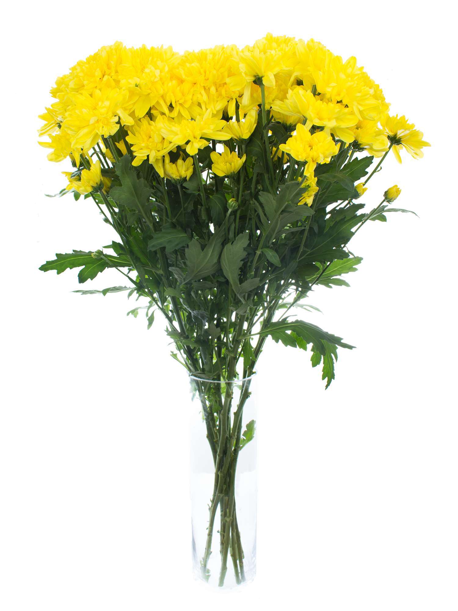 blumigo-chrysanthemen-zembla-sunny-gelb-stiel image 2
