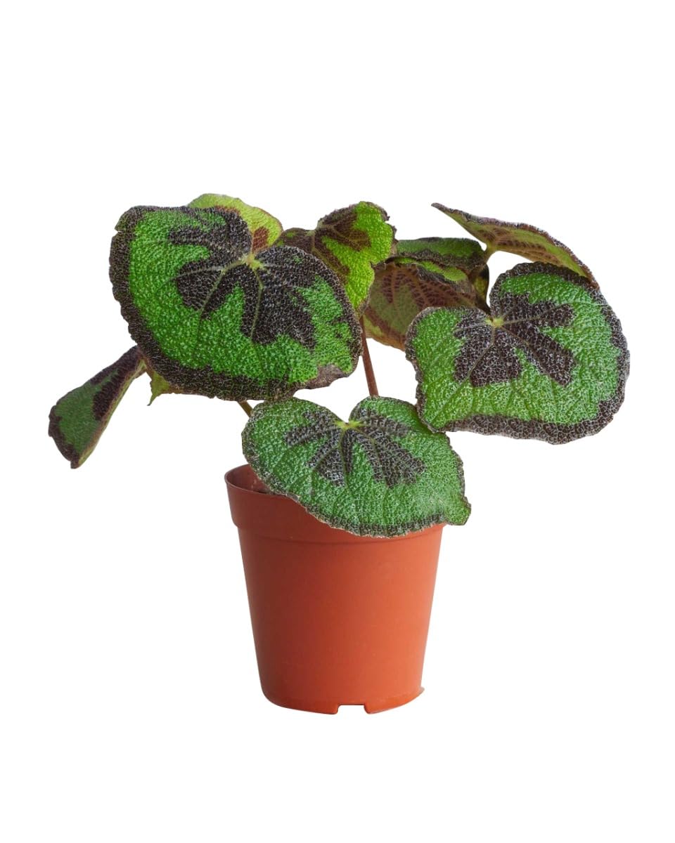 plnts-rareplnts-begonia-masoniana-zimmerpflanze-20-cm-eisenkreuz image 7