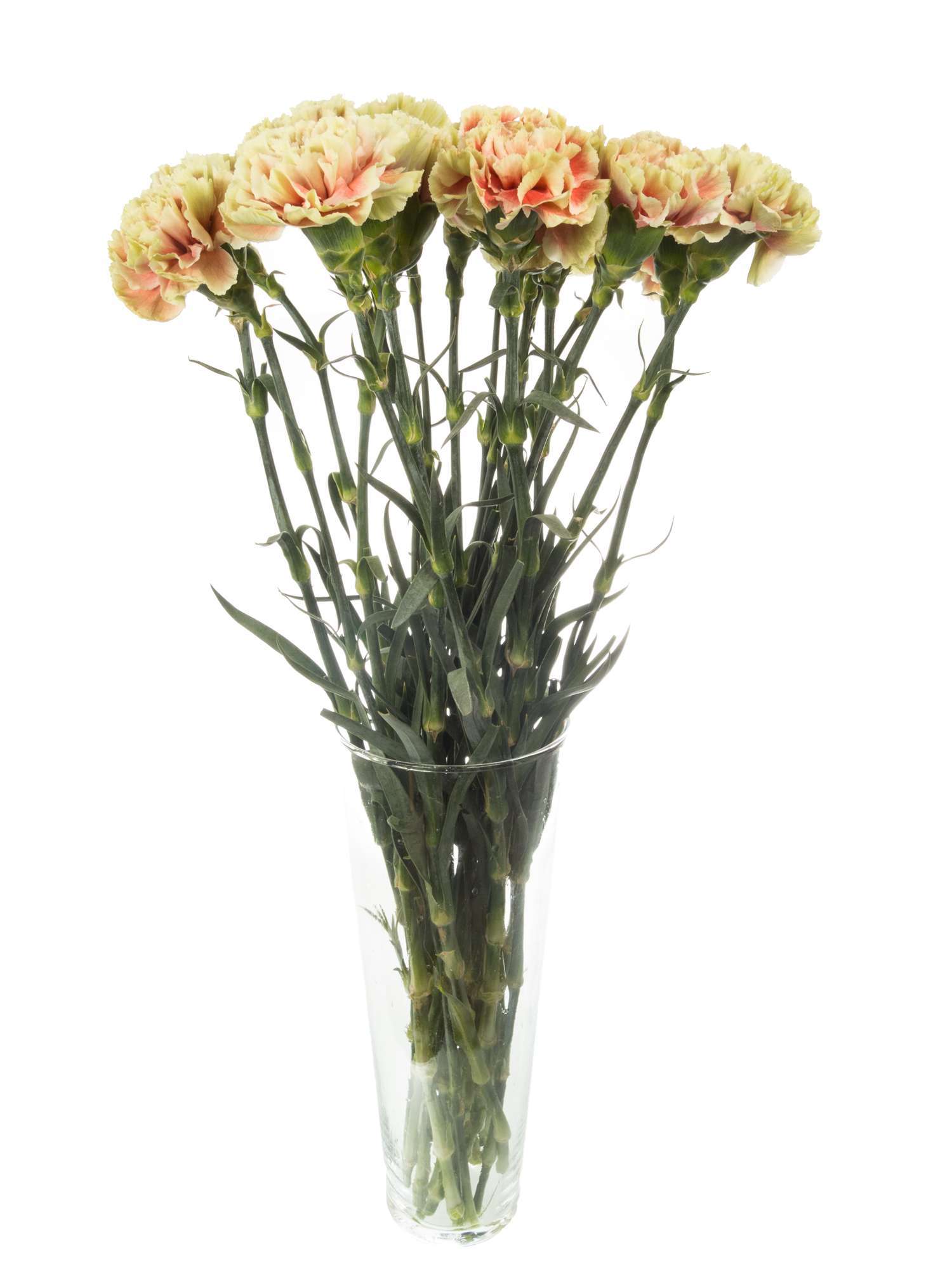 blumigo-nelken-belle-epoque-edelnelke-creme-rot image 3
