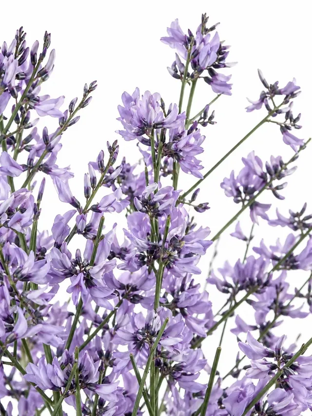 blumigo-ginster-lila-deko-zweige-f-r-die-vase image 1