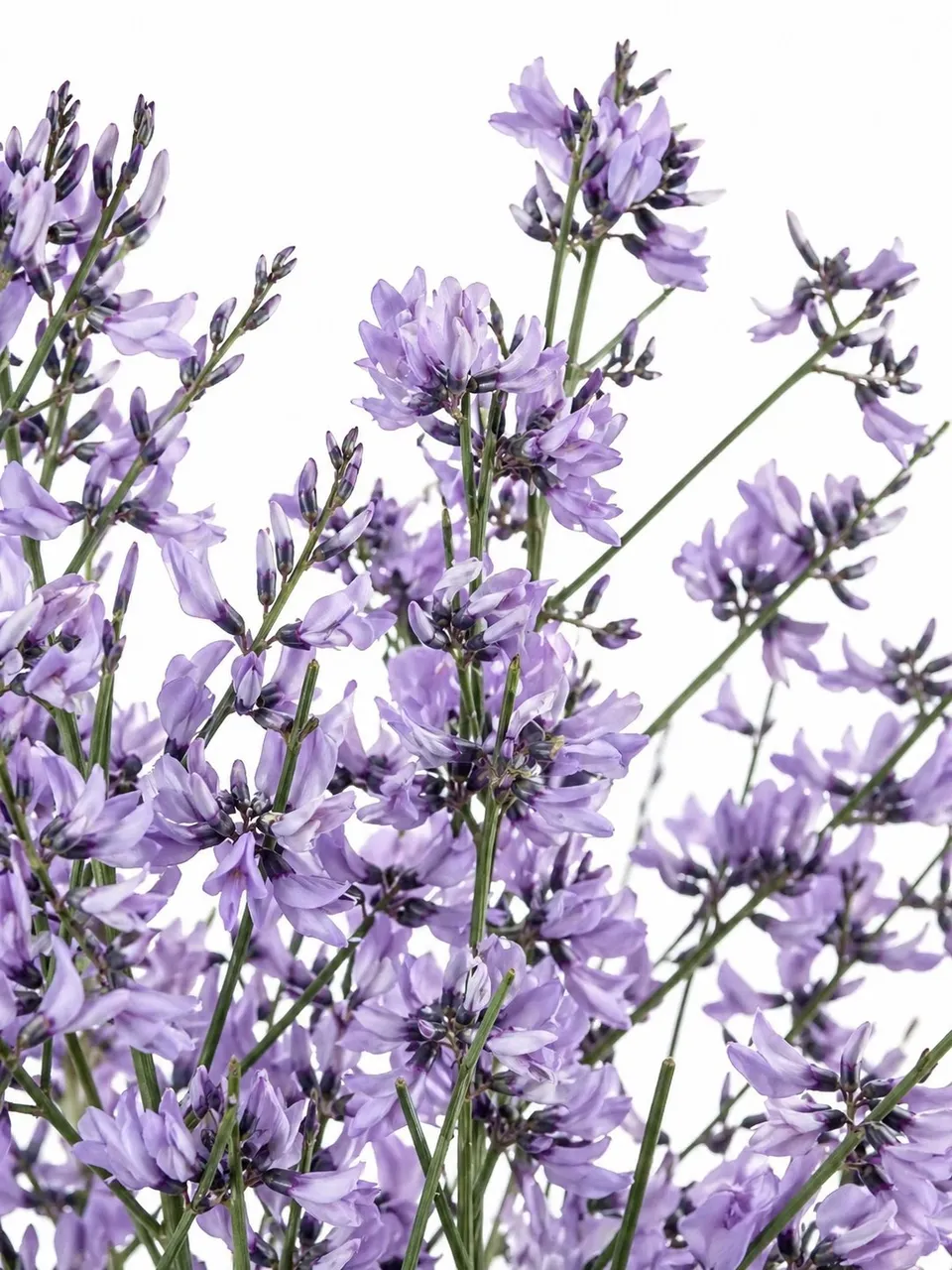 blumigo-ginster-lila-deko-zweige-f-r-die-vase image 1
