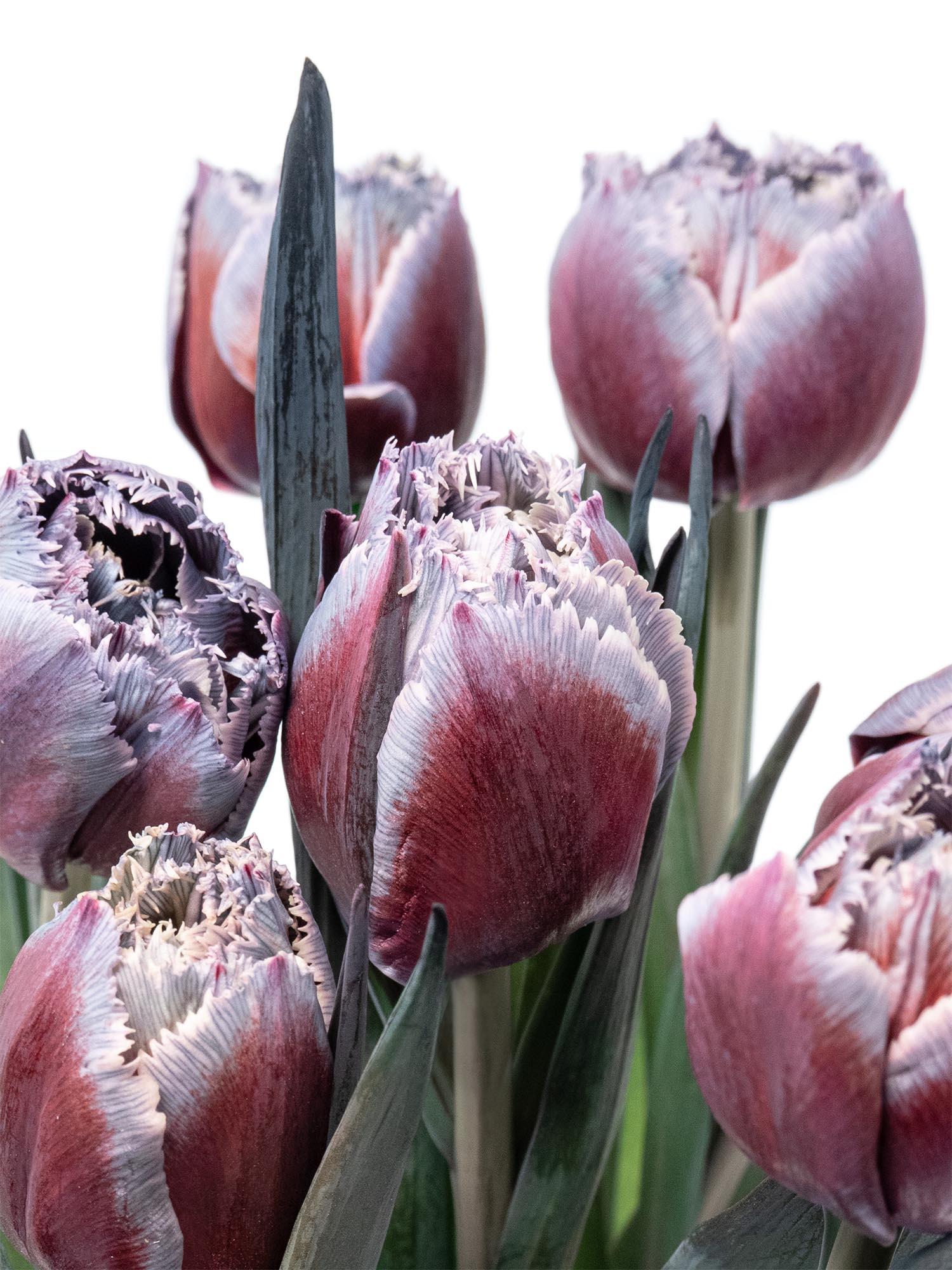 blumigo-tulpen-fringed-grey-fire-schnittblume-grau-rot-gefranst image 2