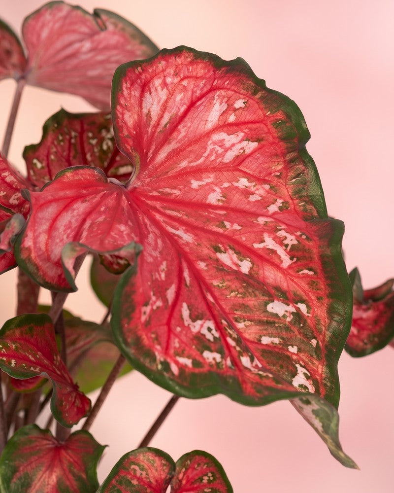 feey-variado-caladium-pink-panther-zimmerpflanze-bunte-bl-tter image 4