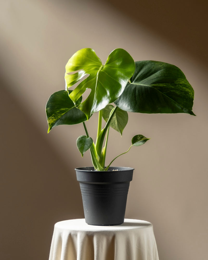 feey-variado-monstera-aurea-zimmerpflanze-gelb-panaschiert image 3